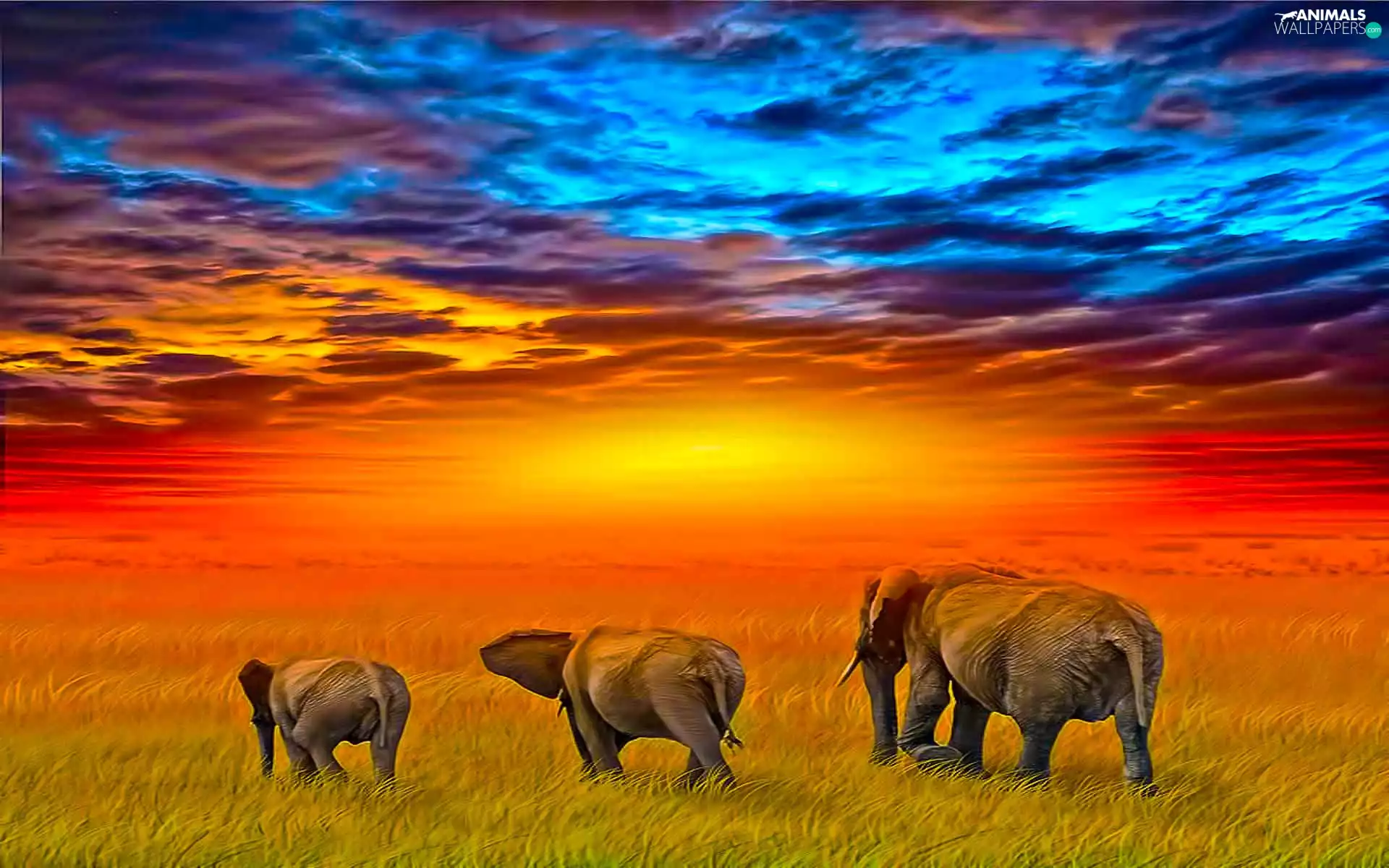 Three, west, sun, Elephants