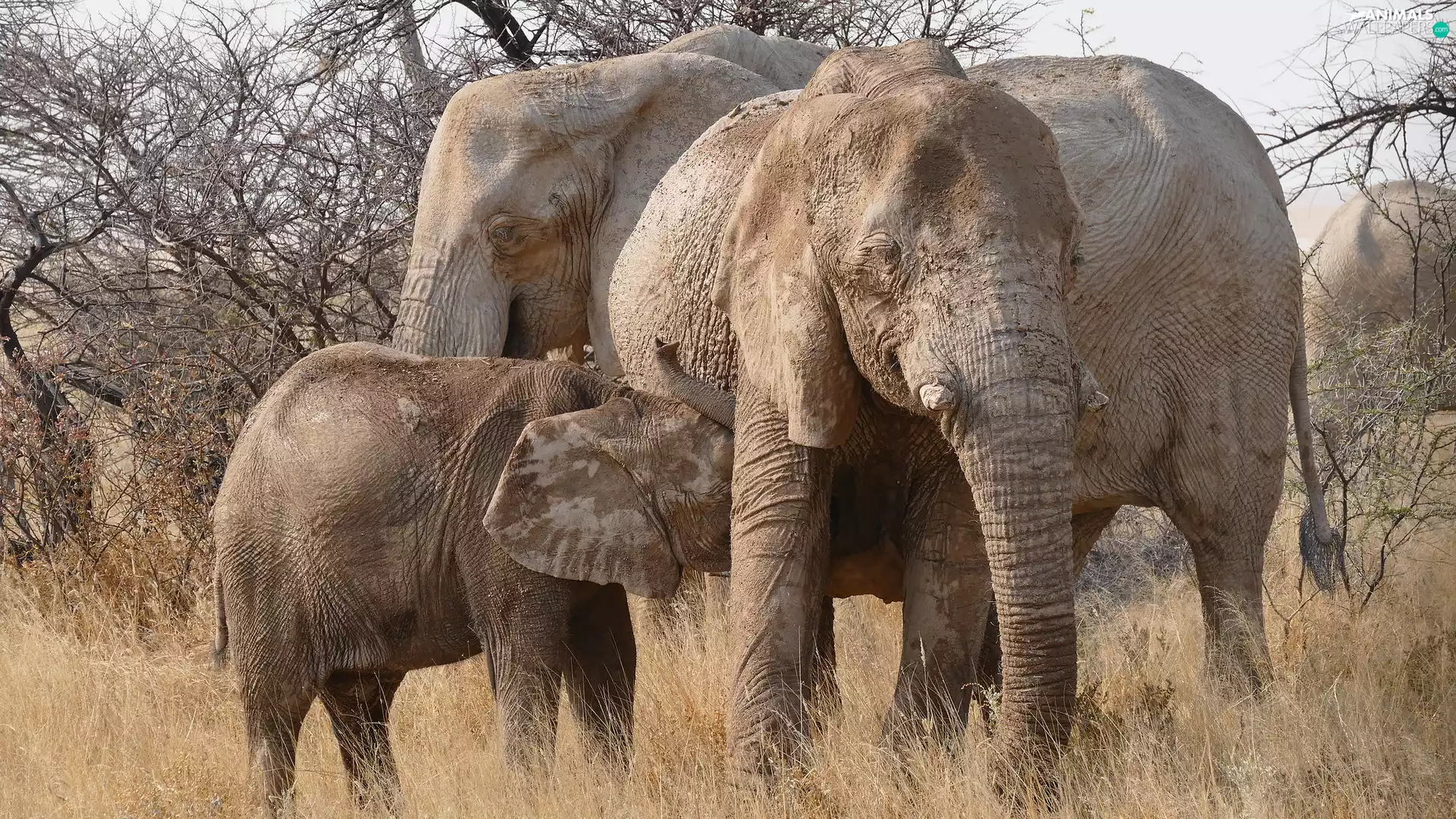 baby elephant, Two cars, viewes, grass, trees, Elephants