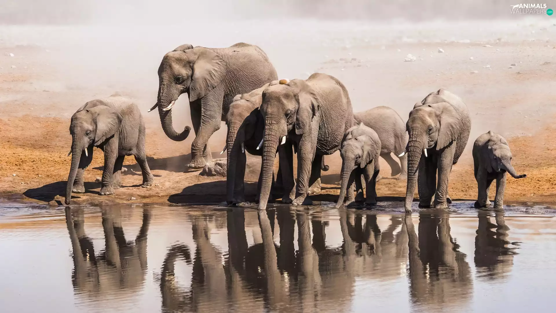 Elephants, water