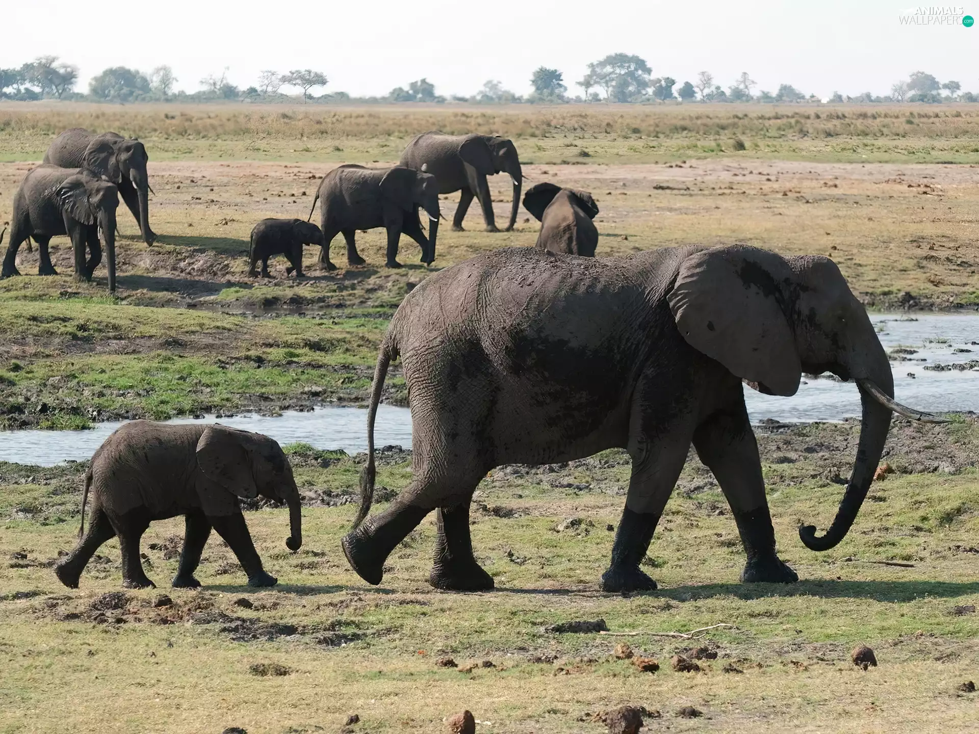 watering place, herd, elephants