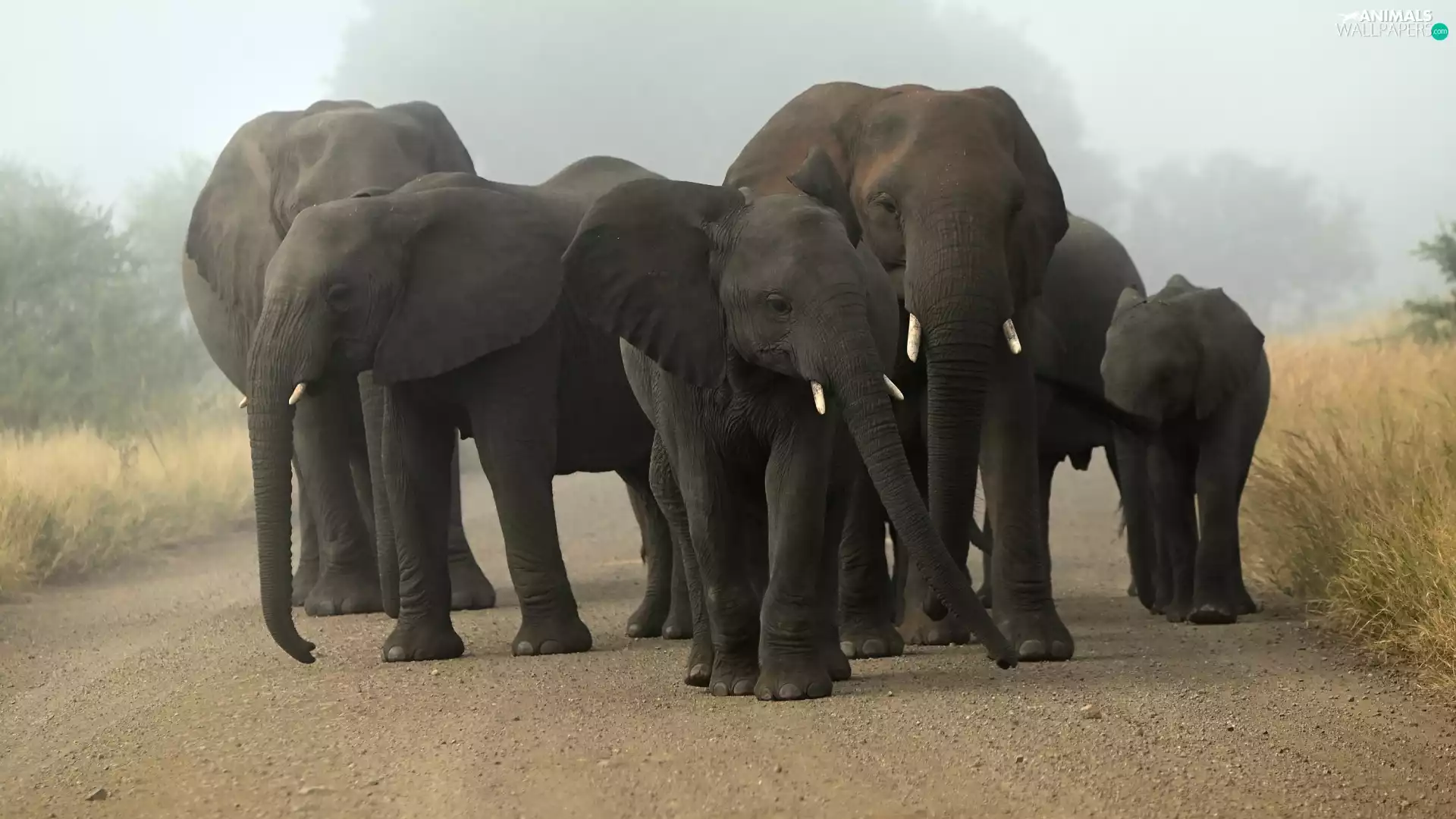 Elephants, Way