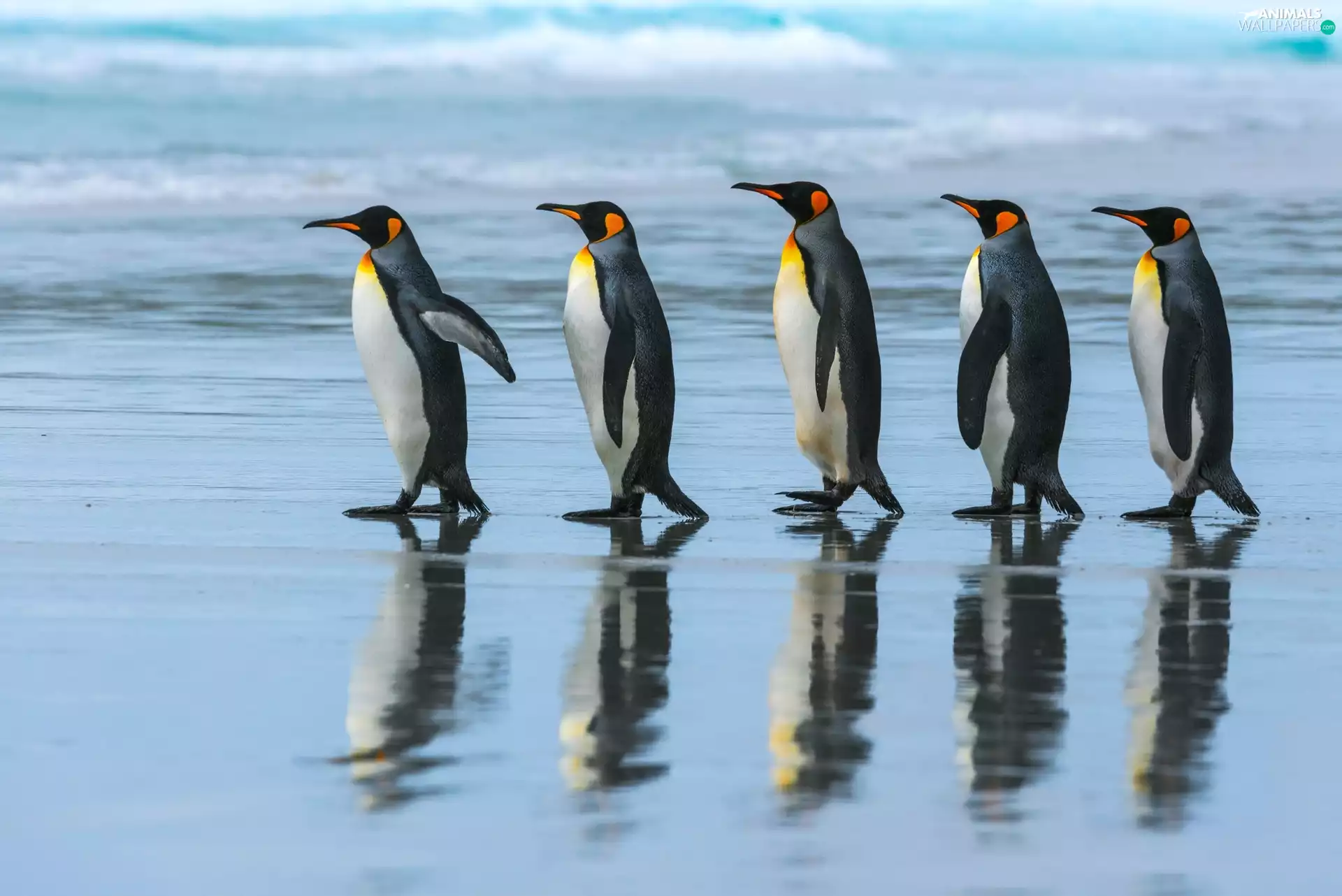 Emperor Penguins