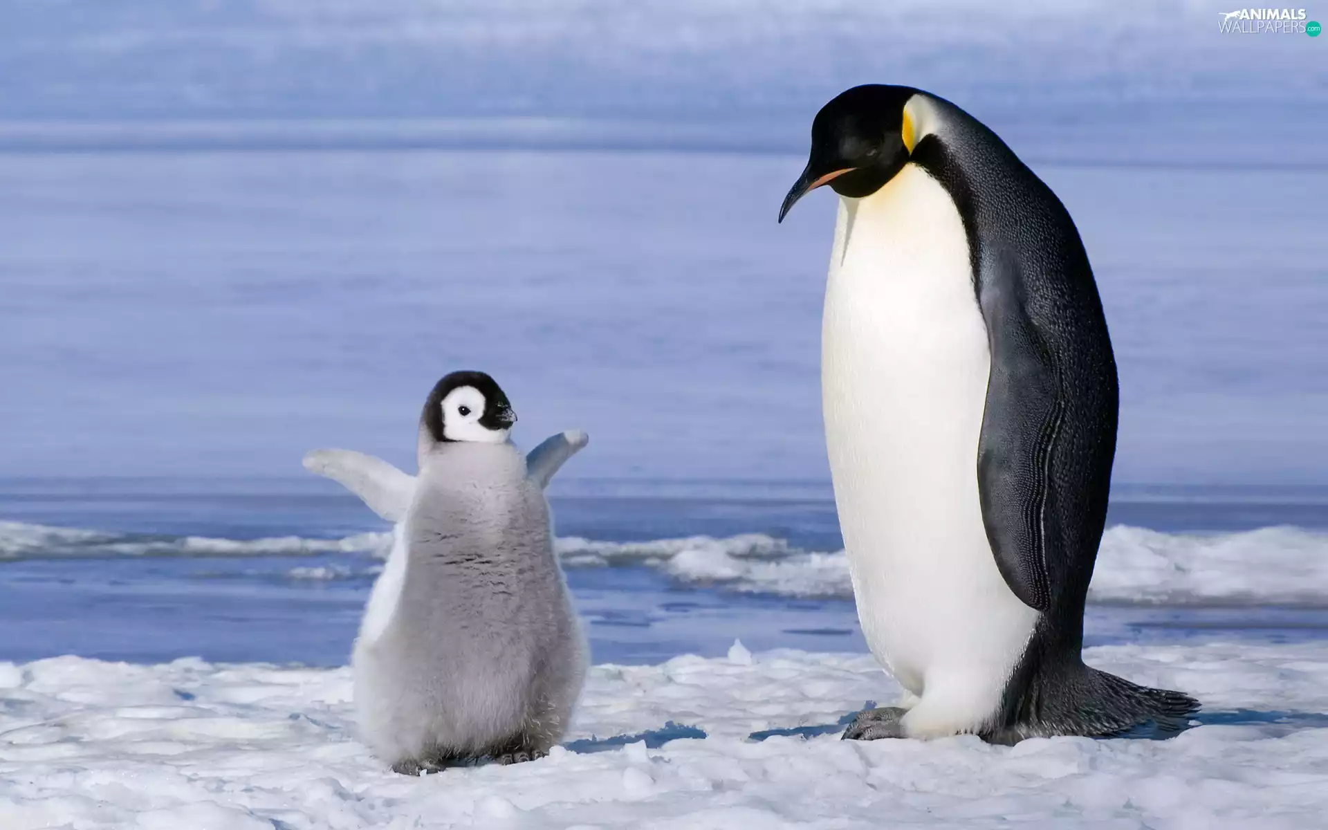 Emperor Penguins, snow