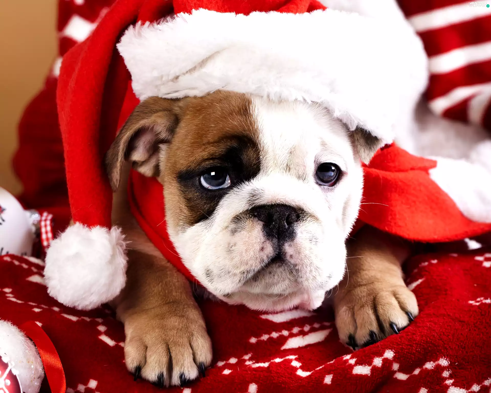 Buldog, Hat, Nicholas, English