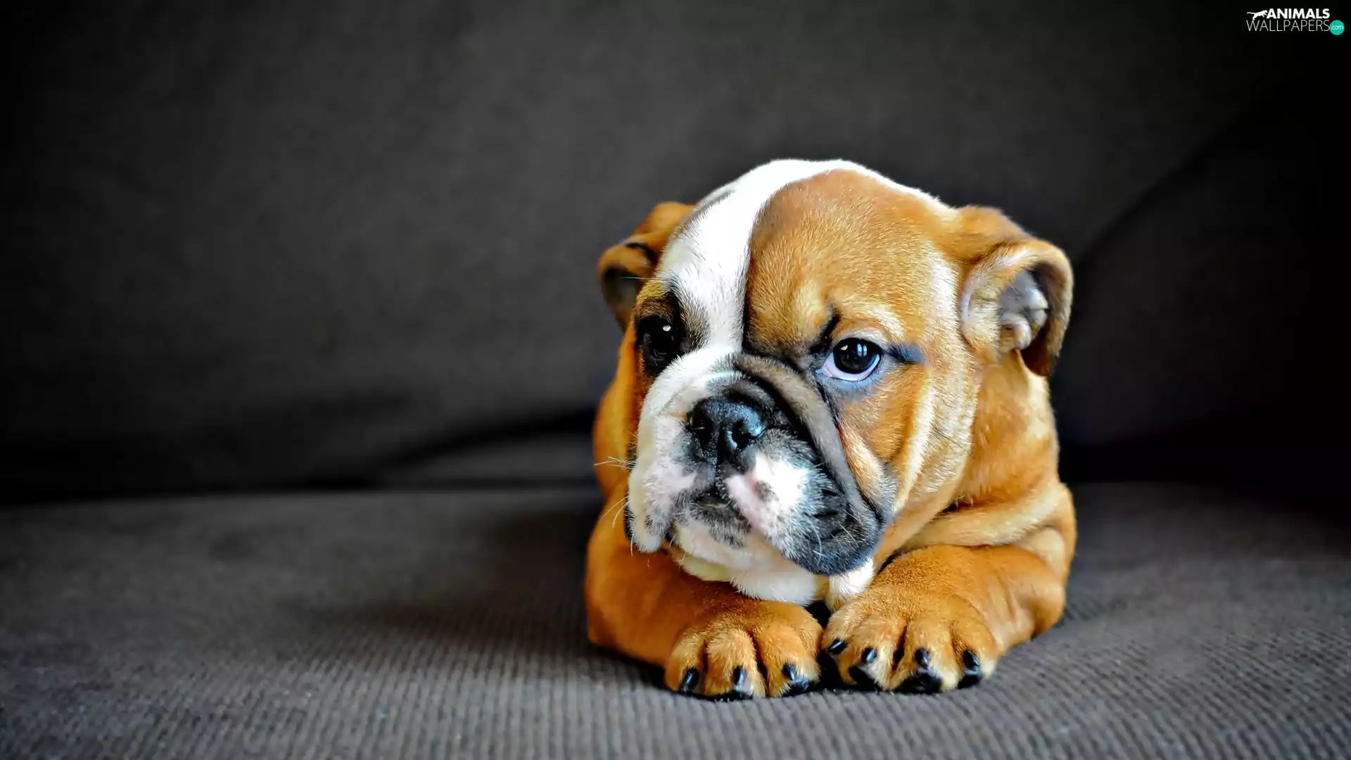 English Bulldog, dog