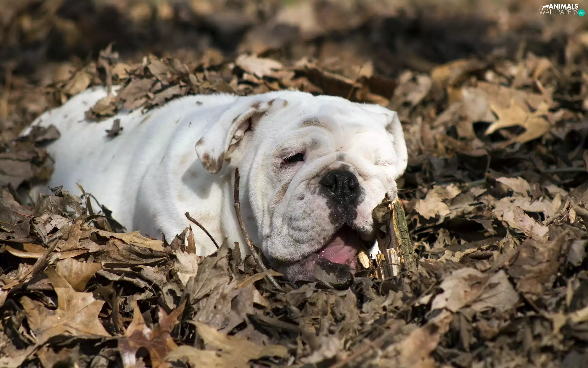 English Bulldog, Leaf