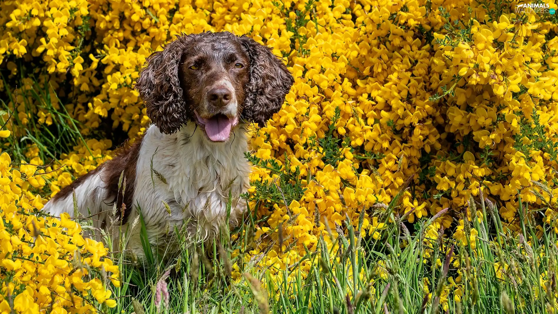 dog, Yellow, Flowers, English Springer Spaniel