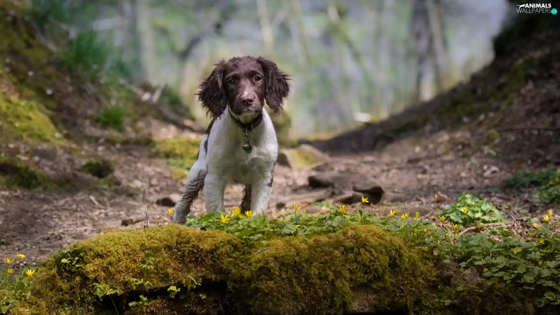 dog, scarp, Plants, English Cocker Spaniel