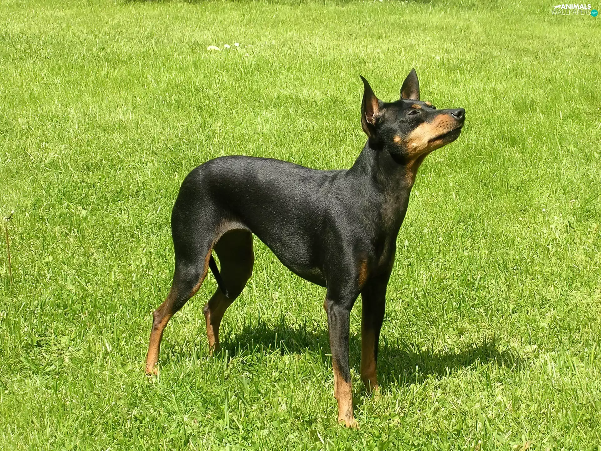 grass, English Toy Terrier, Green