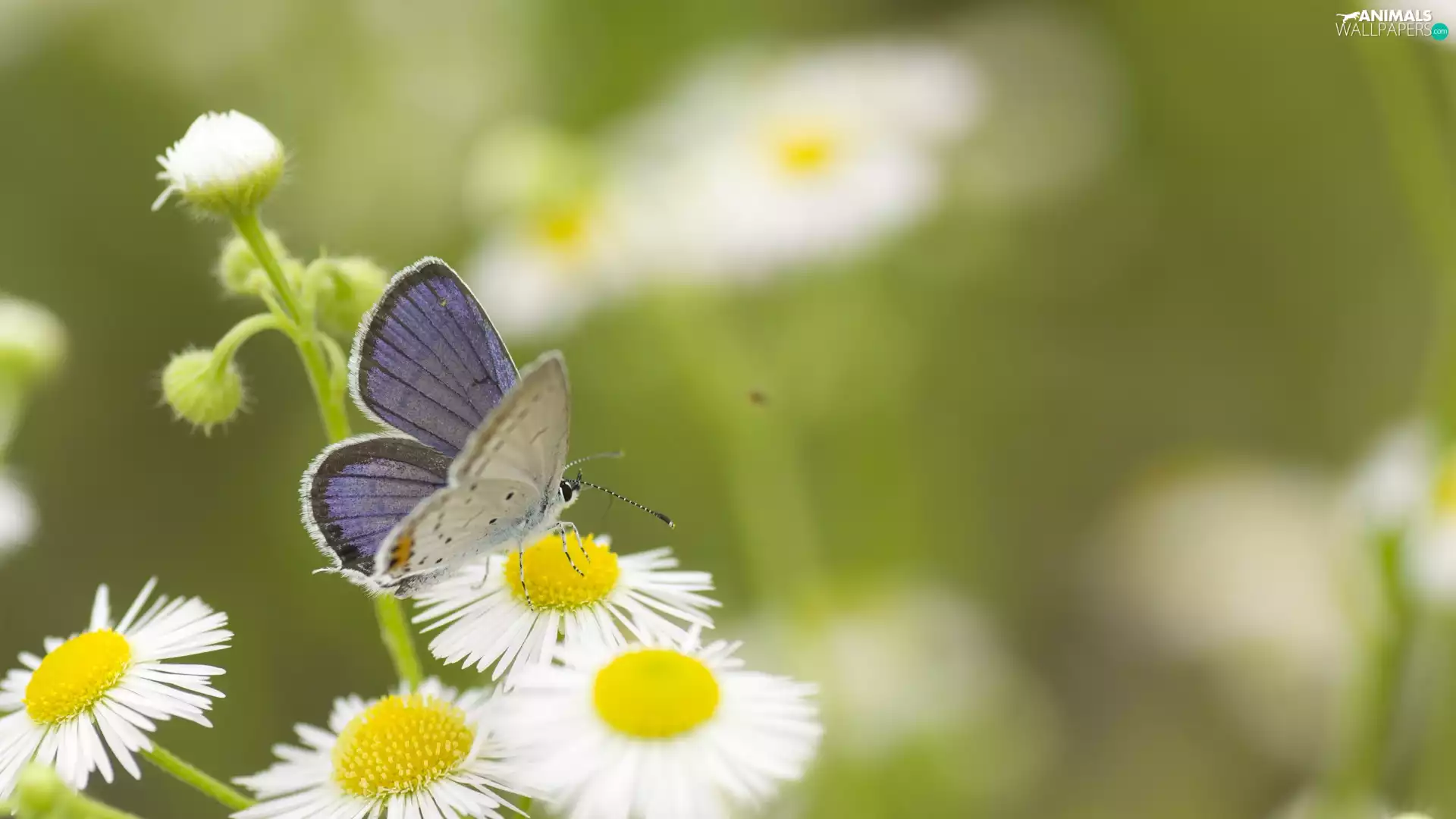 fuzzy, background, Dusky, Erigeron White, butterfly