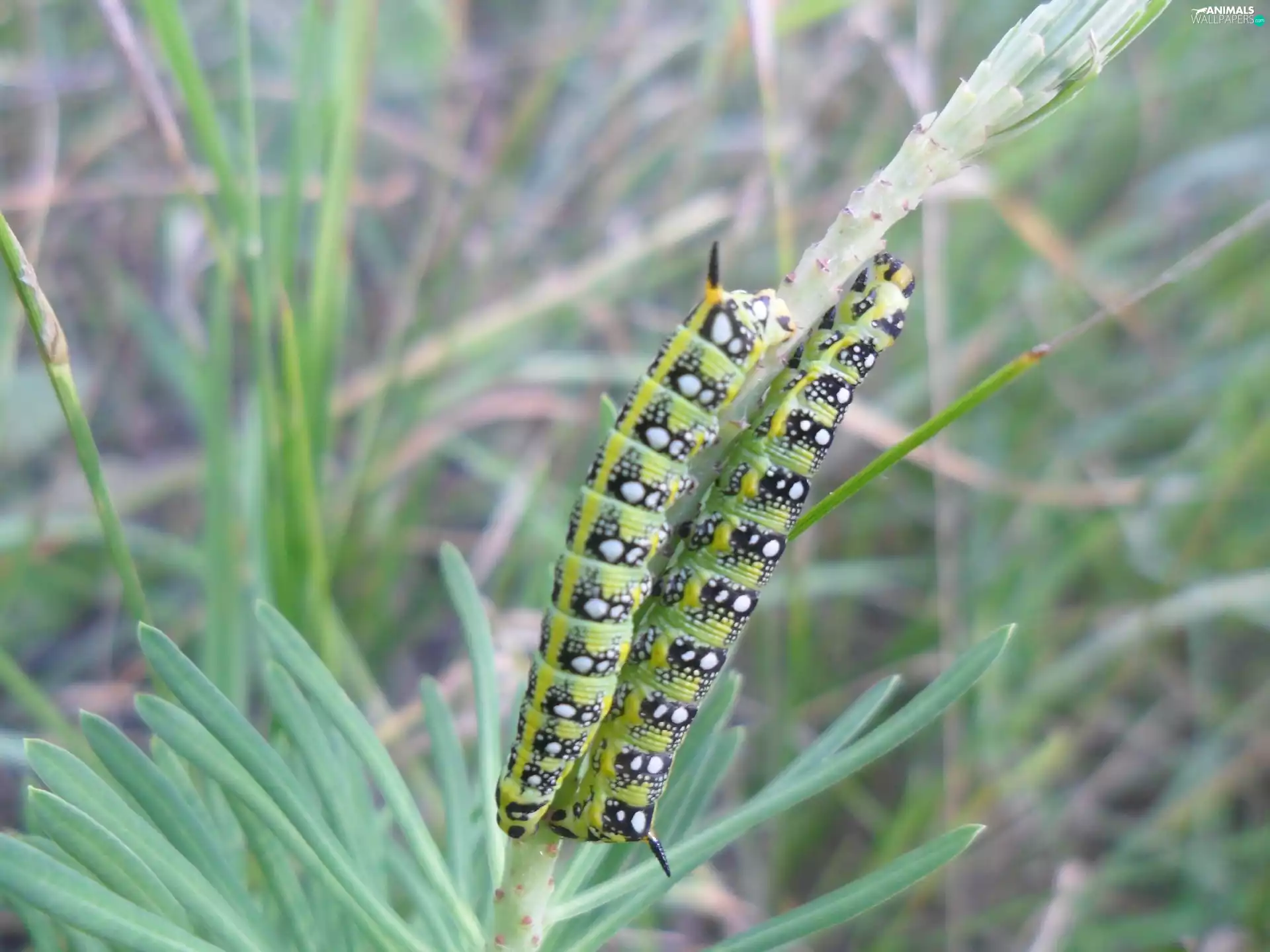 euphorbia, tracks, an