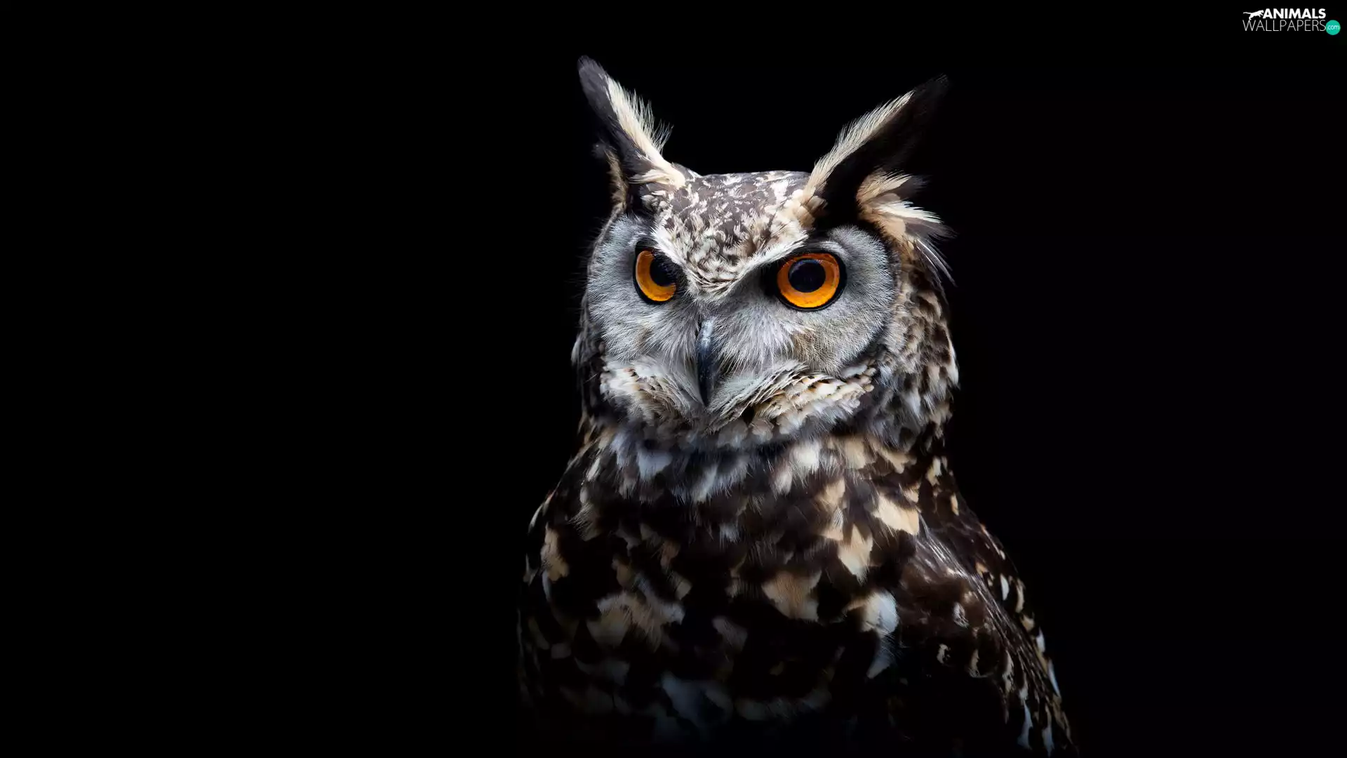 black background, owl, Eurasian Eagle-Owl
