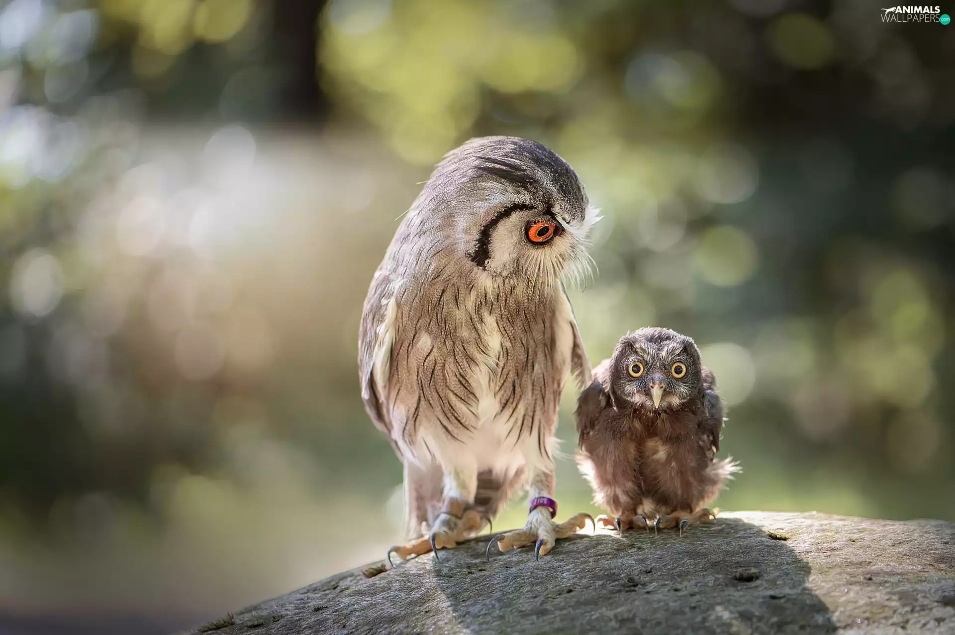Owls, chick, Stone, Eurasian Scops Owl