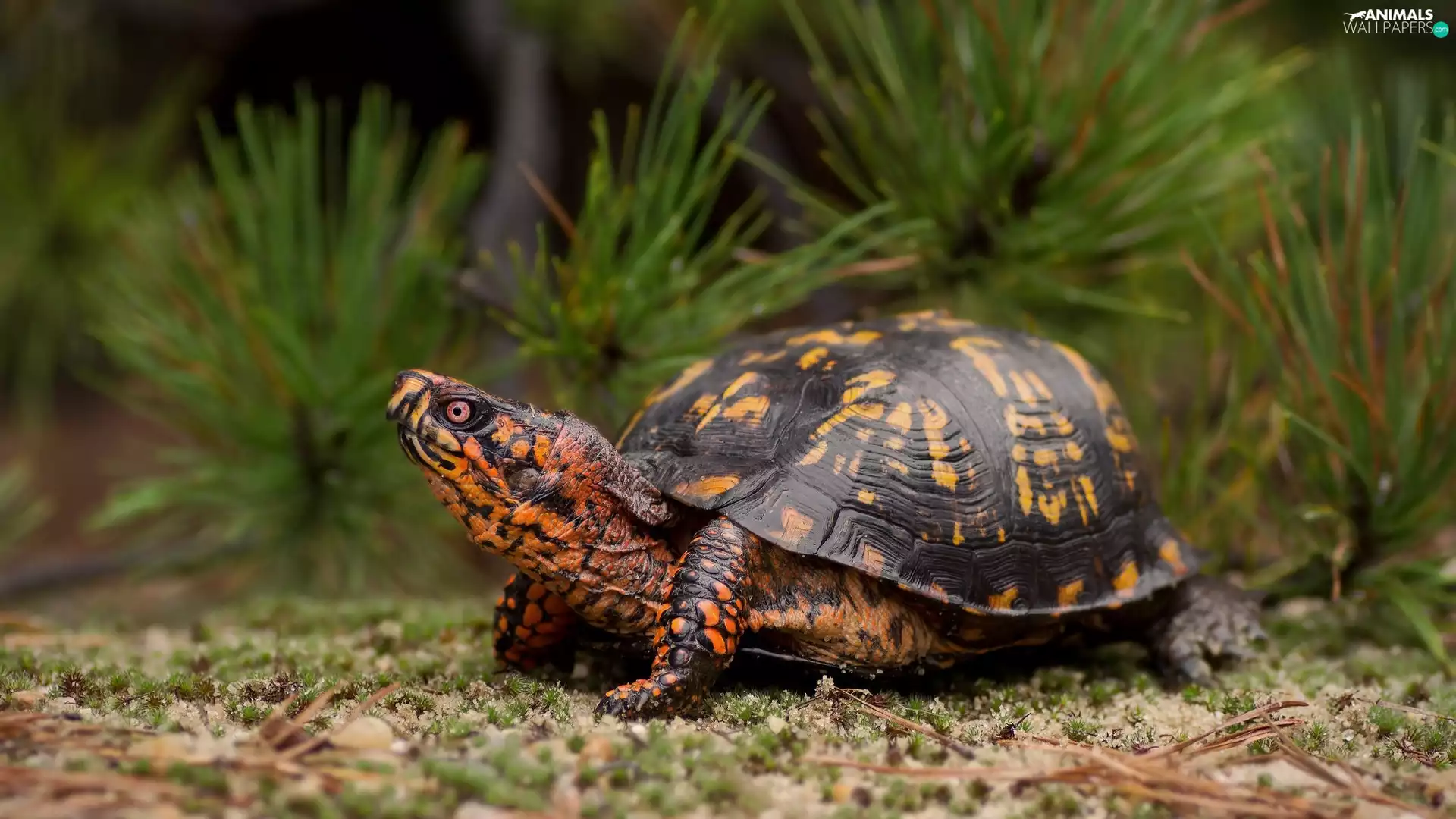Plants, European Pond Turtle, litter