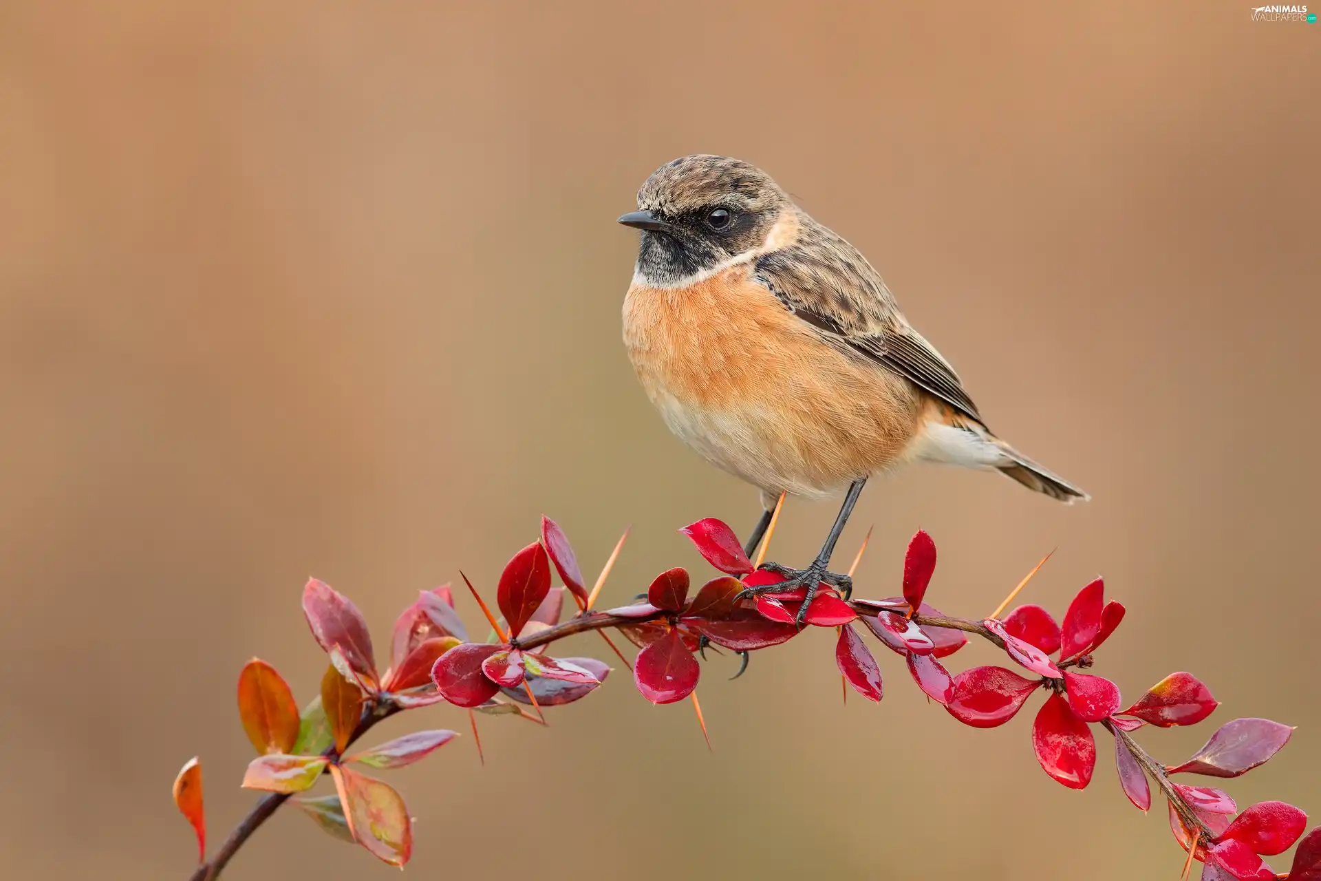 twig, Bird, European Stonechat, barberry