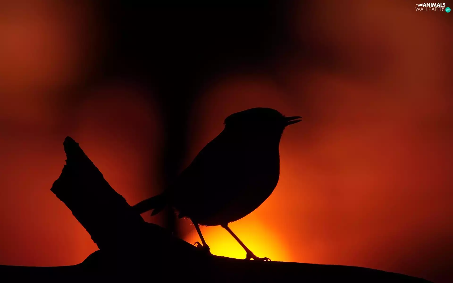 evening, figure, Bird