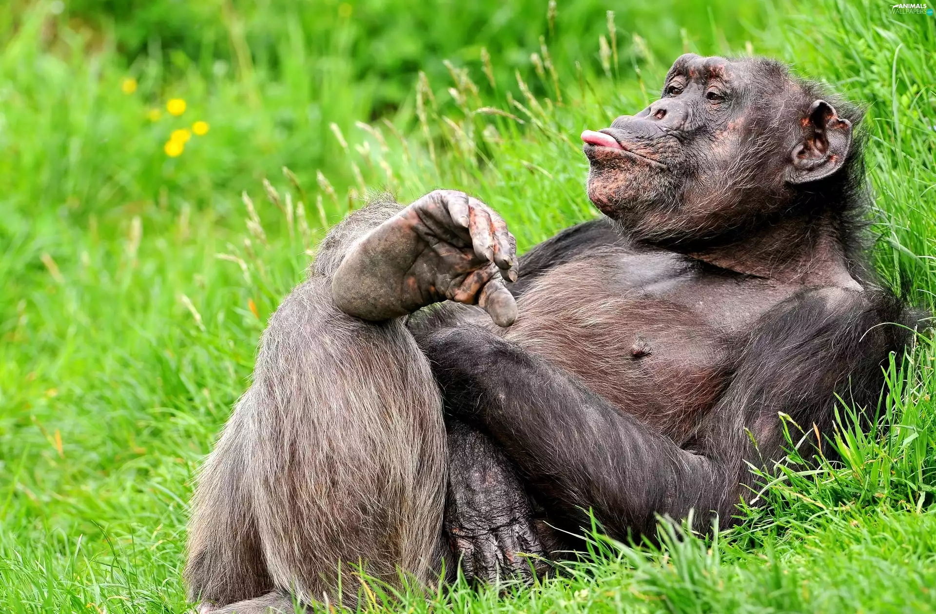 chimpanzee, Tounge, grass, exhausted
