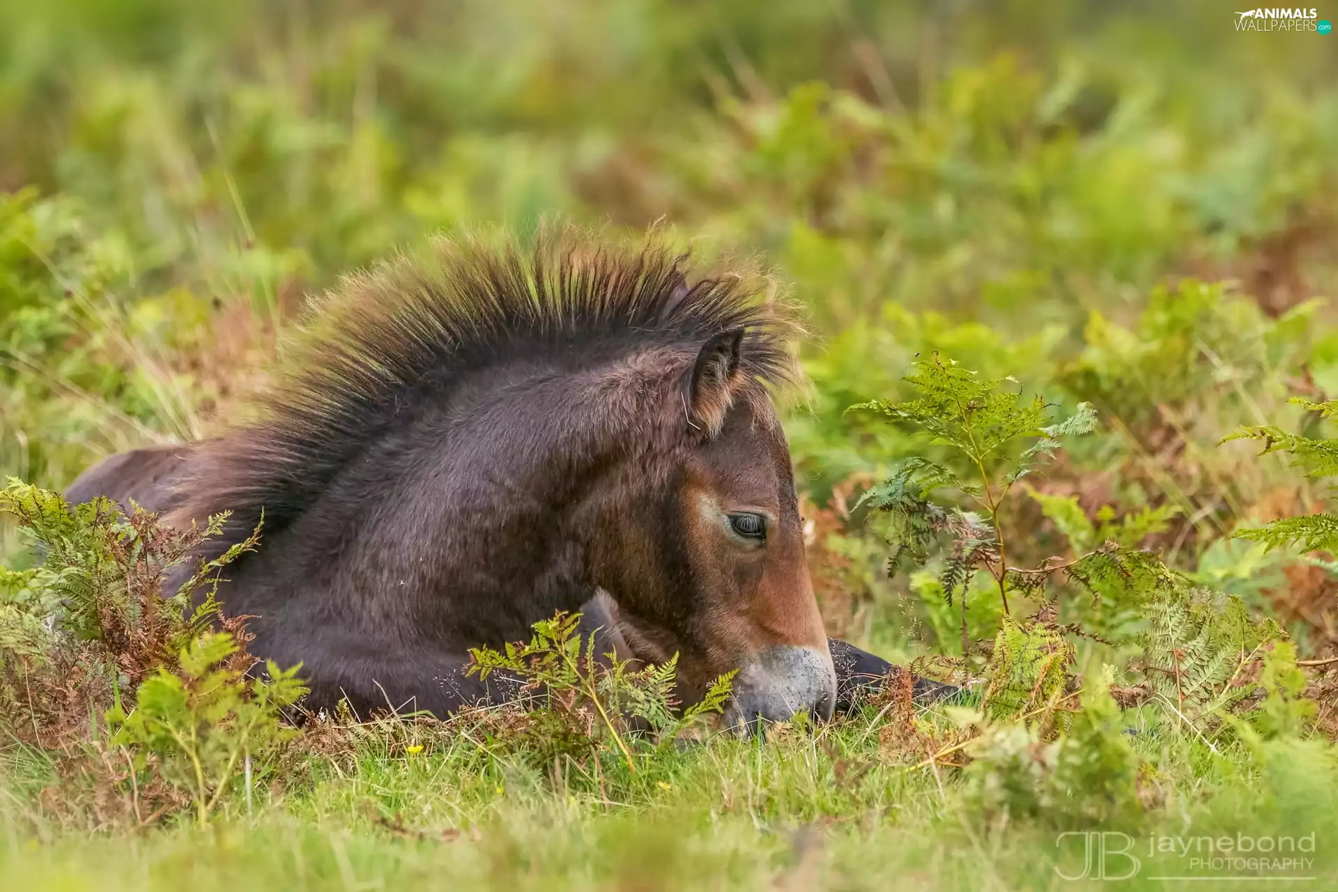 mane, Meadow, foal, Exmoor Pony, sea-horse