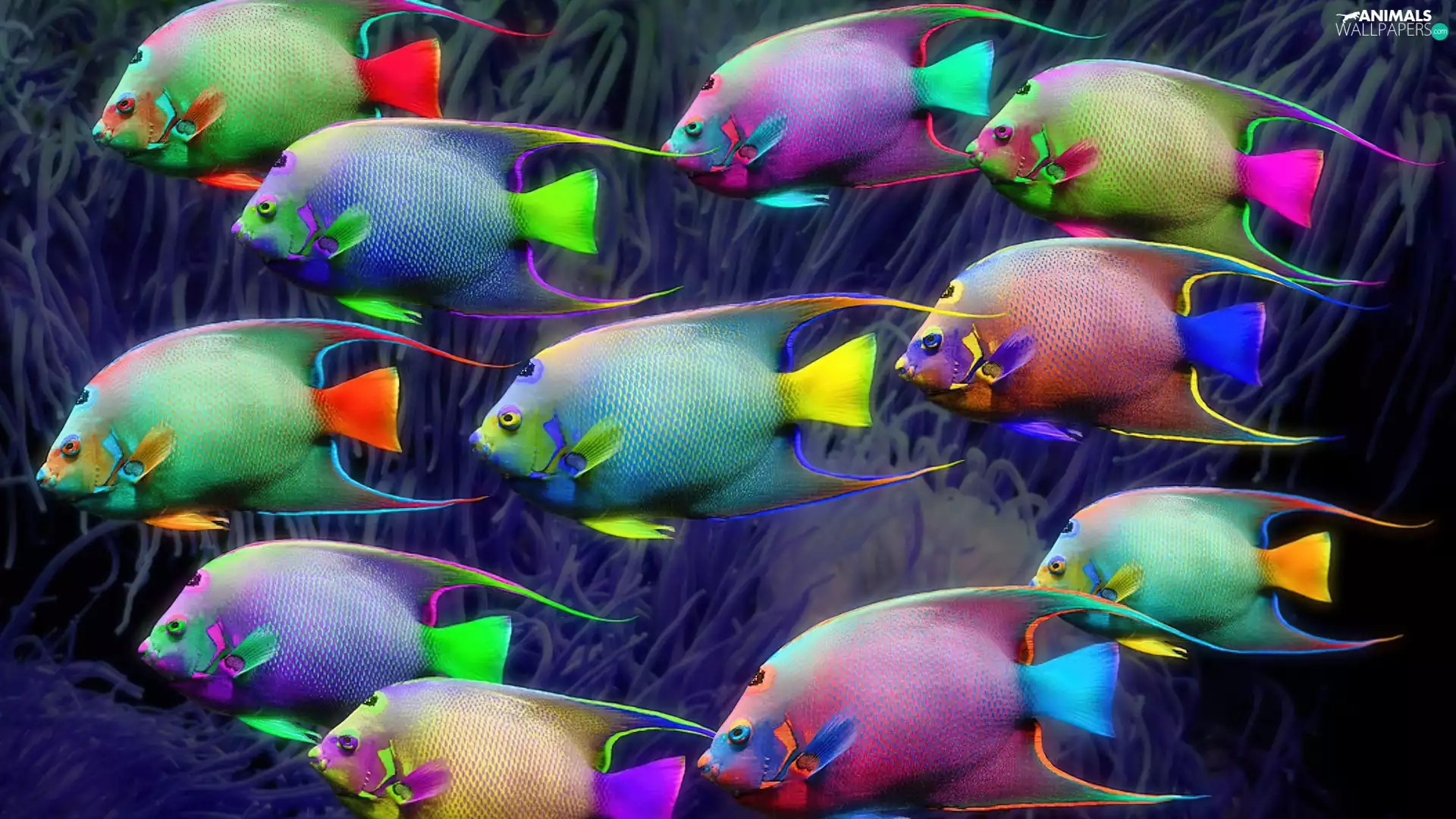 exotic, color, fishes