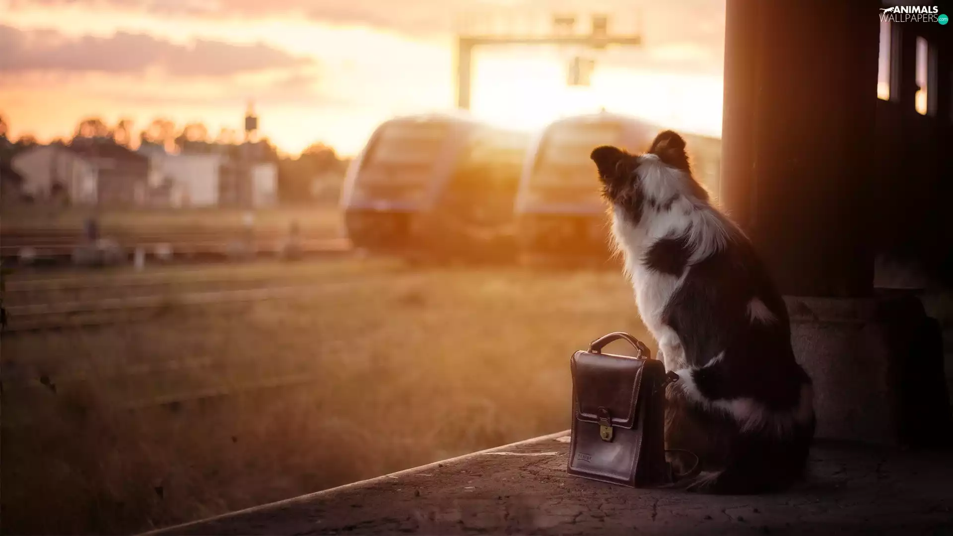 Trains, expectation, ramp, briefcase, dog