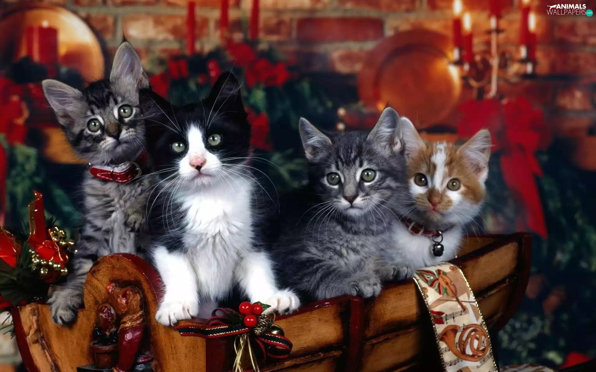 Extras, puss, Christmas