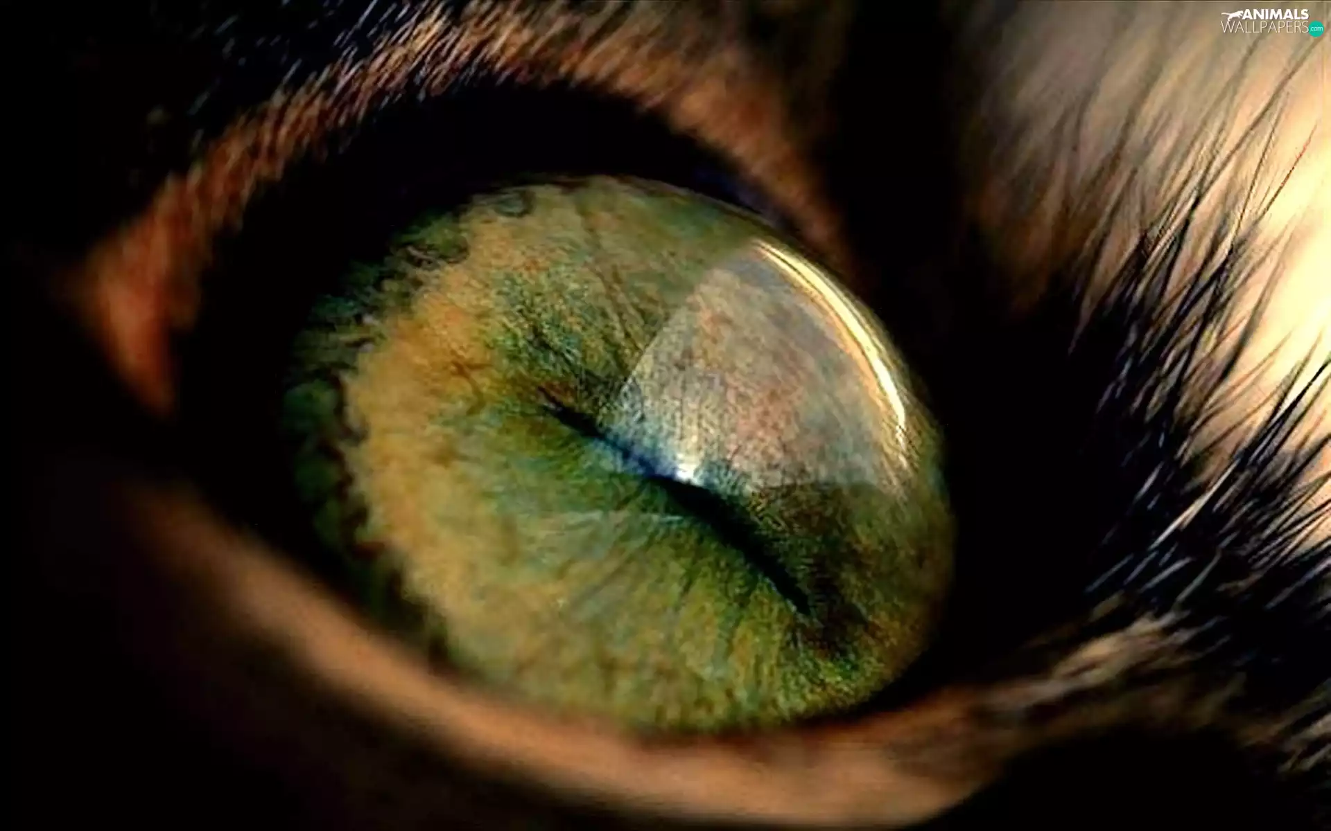 cilia, green ones, eye