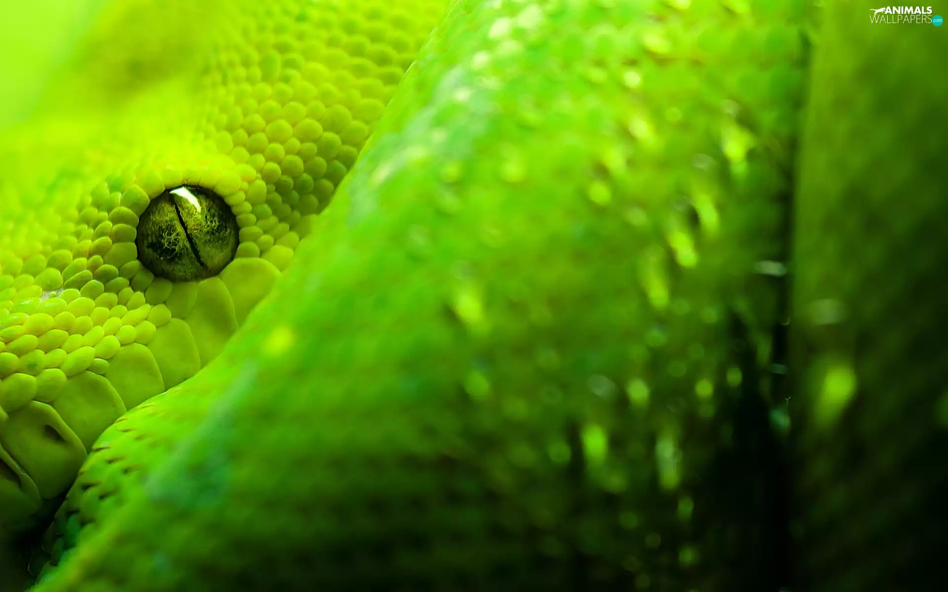 eye, python, Green