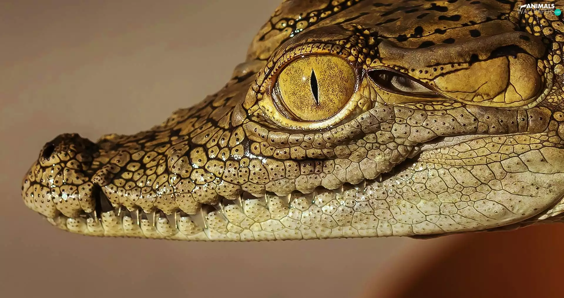 eye, Crocodile, Head