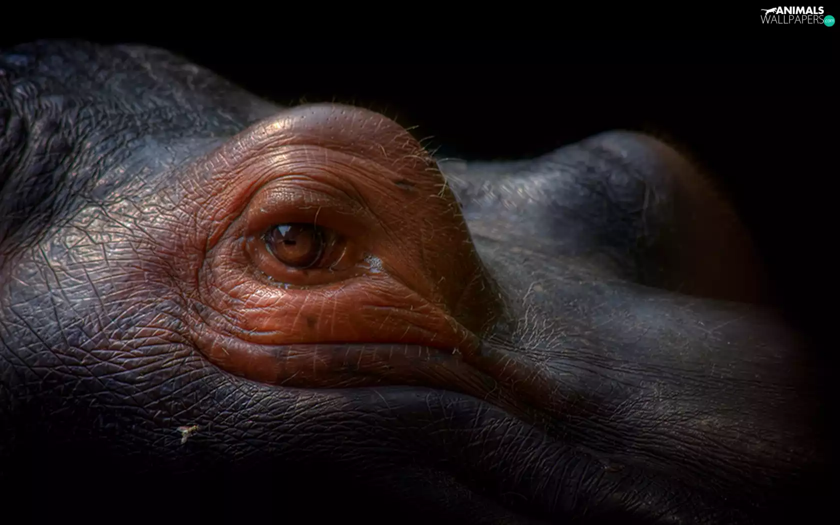 eye, hippo