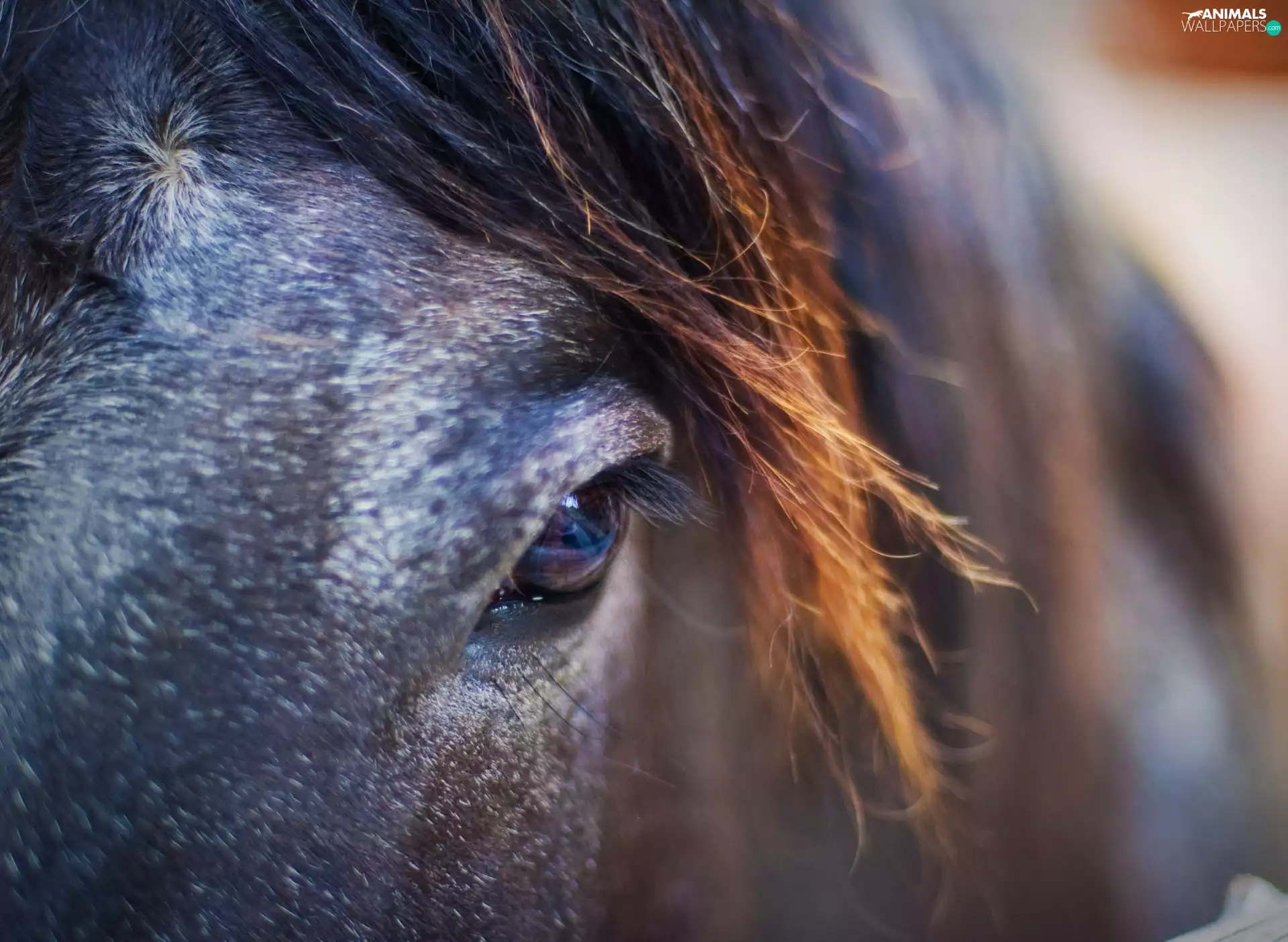 The look, Horse, eye