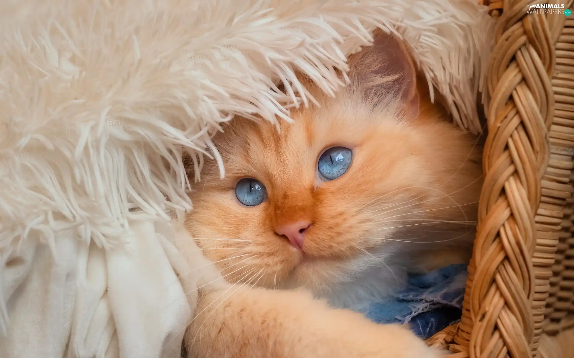Blue Eyed, basket, coverlet, cat
