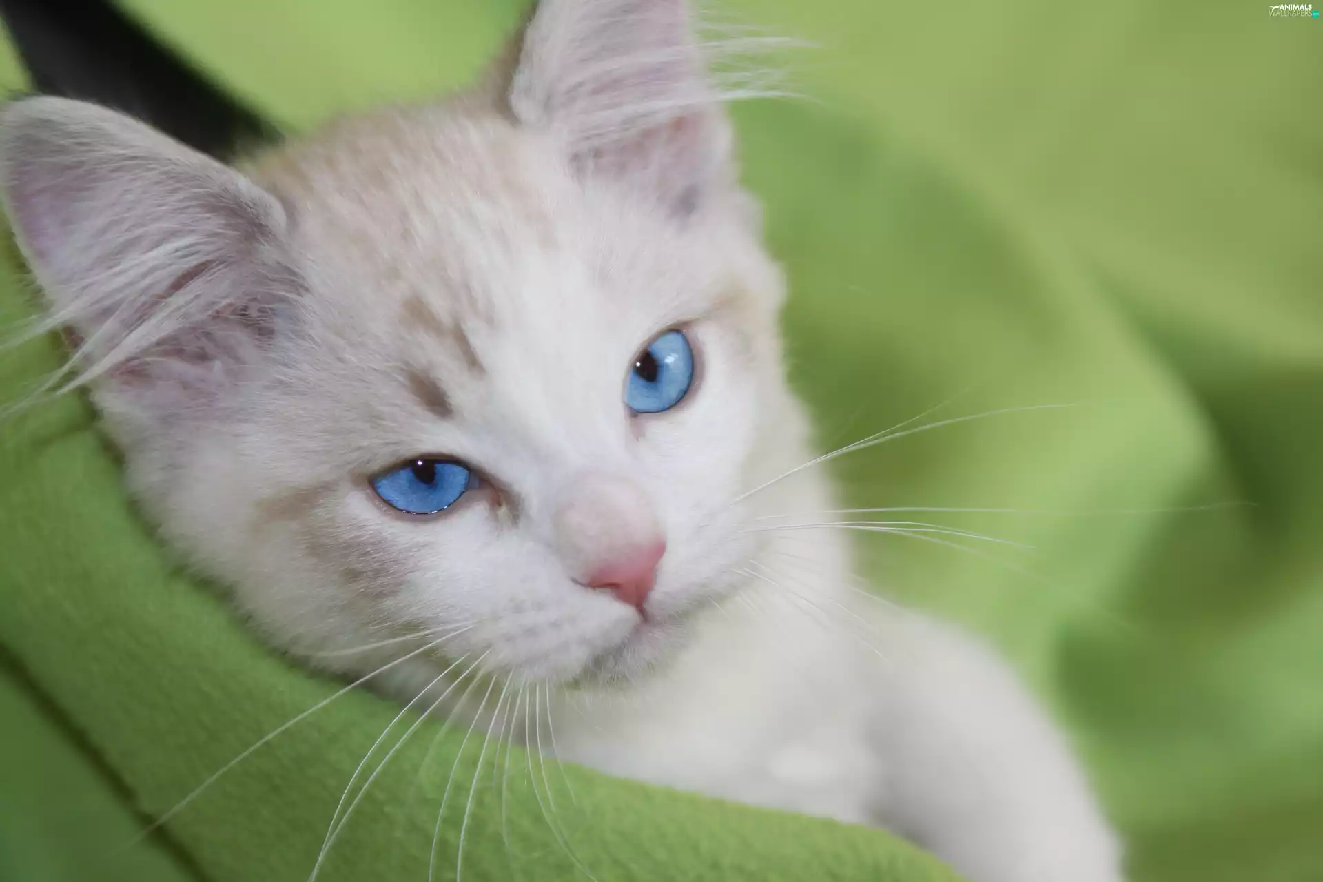 cat, White, Blue Eyed