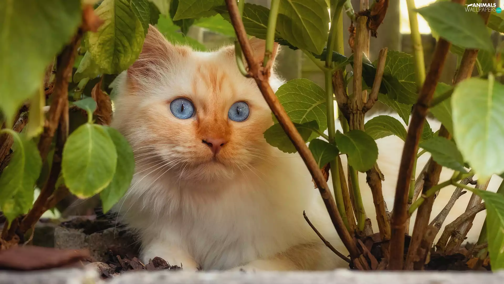 Blue Eyed, cat, Leaf, ginger