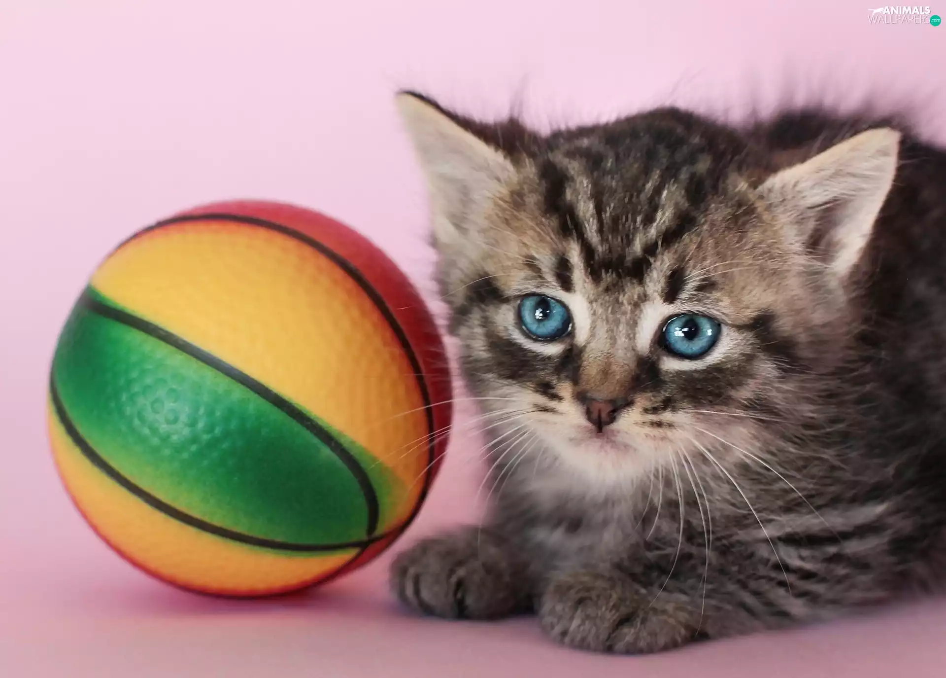 Blue Eyed, Coloured, Ball, kitten