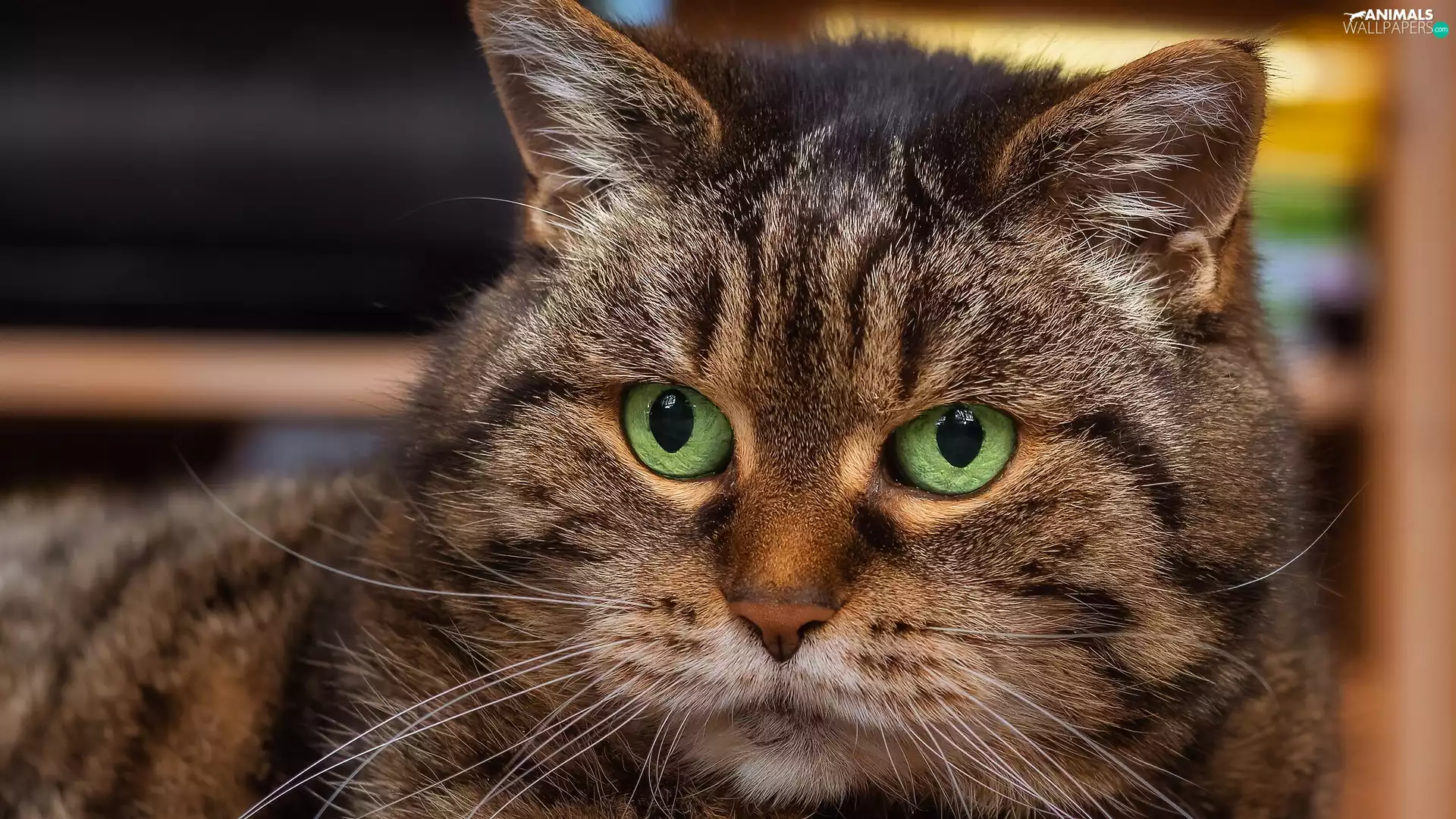 muzzle, rapprochement, Green-eyed, cat, dun