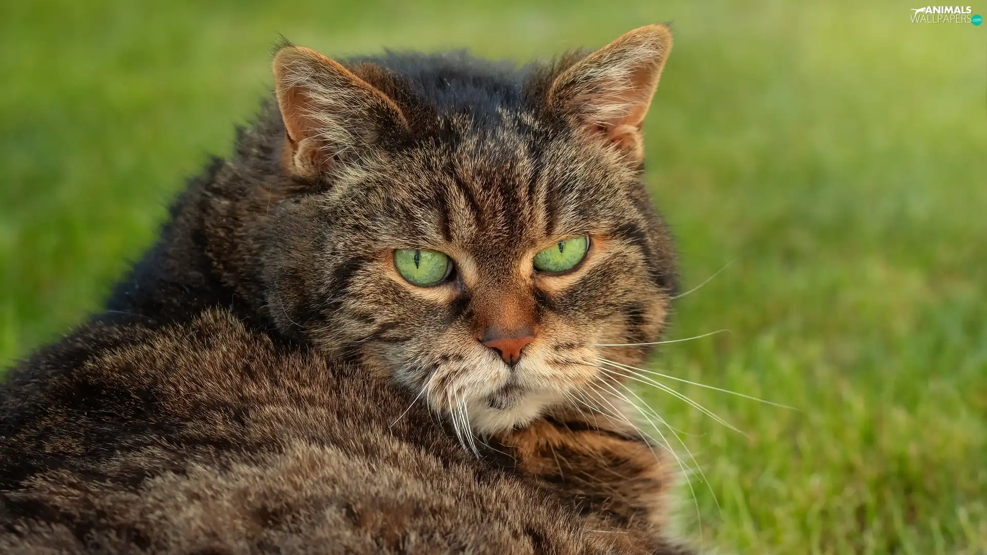 rapprochement, grass, Green-eyed, cat, dun