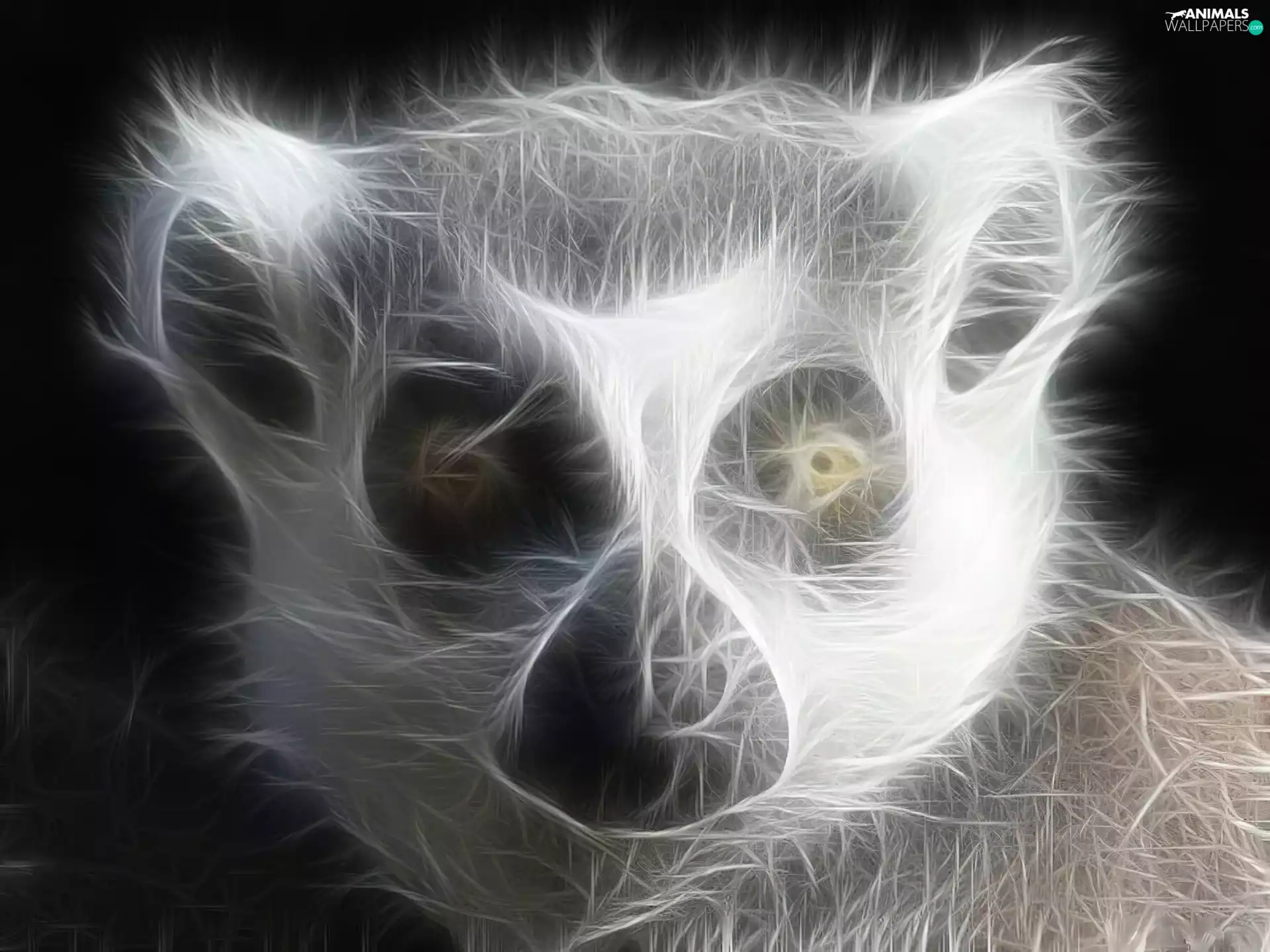 Great, Eyes, Black, background, lemur