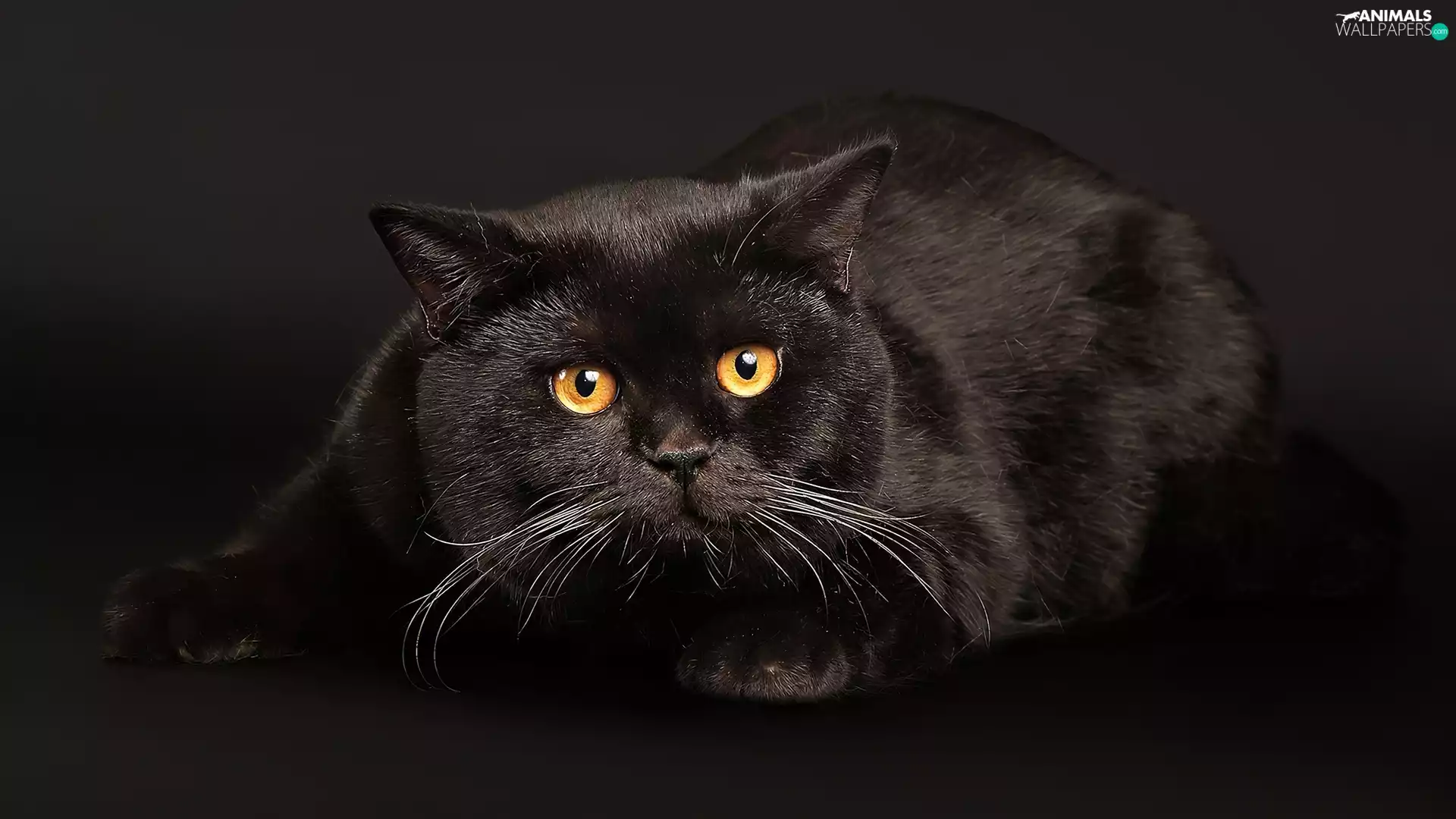 cat, Big, Yellow, Eyes, Great, Black