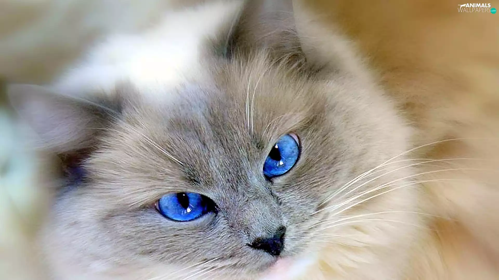 Eyes, cat, Blue
