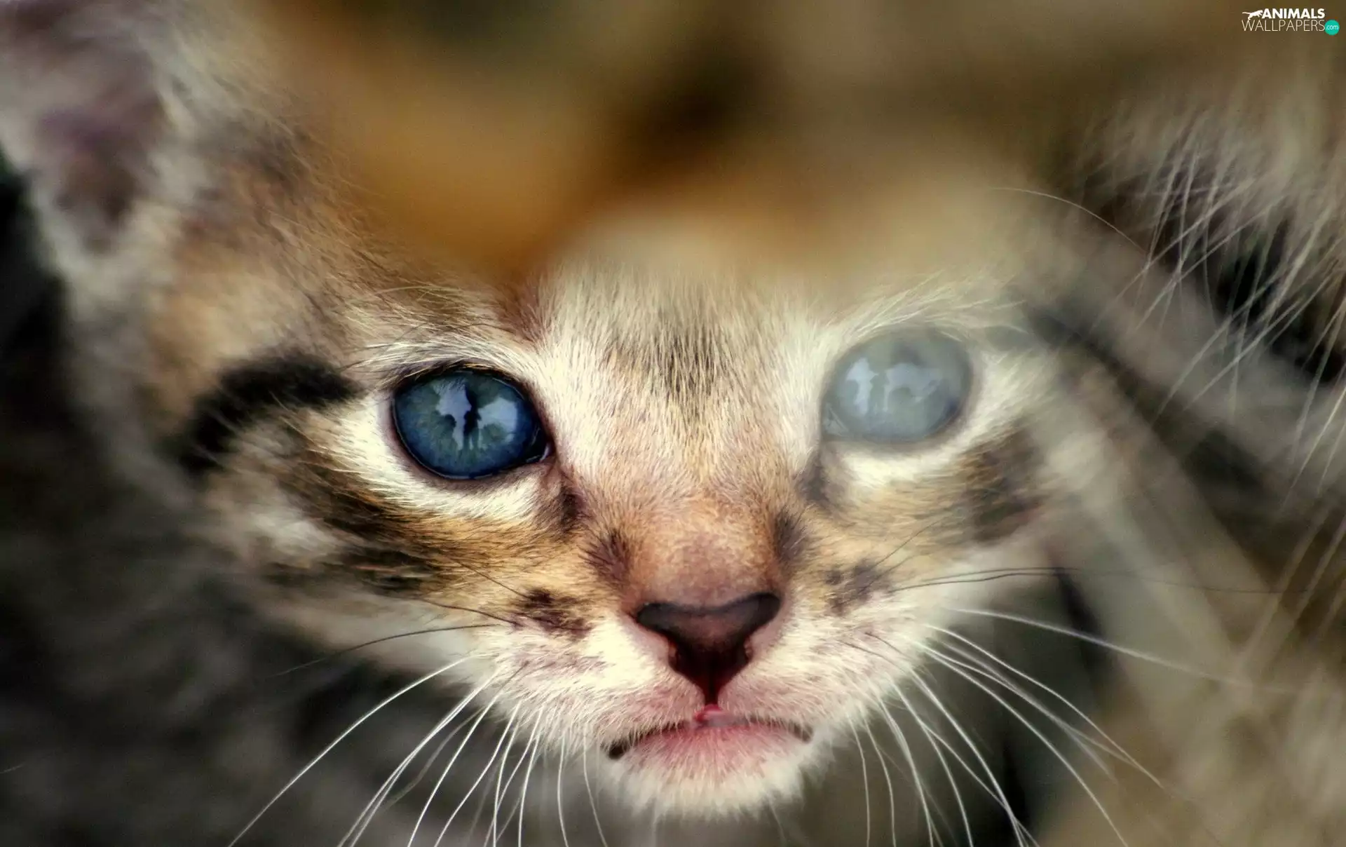 Eyes, cat, blue