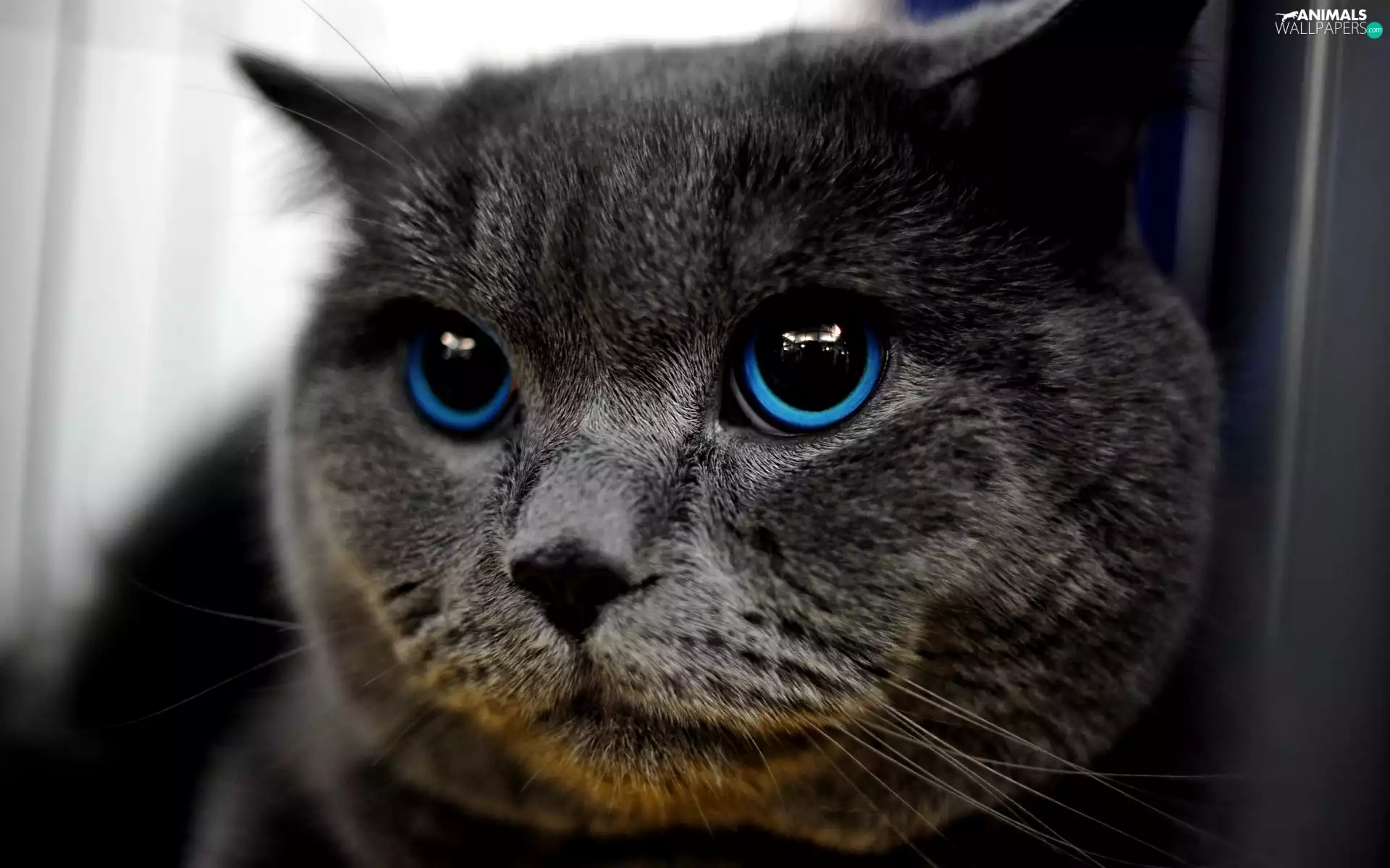 Eyes, cat, Blue