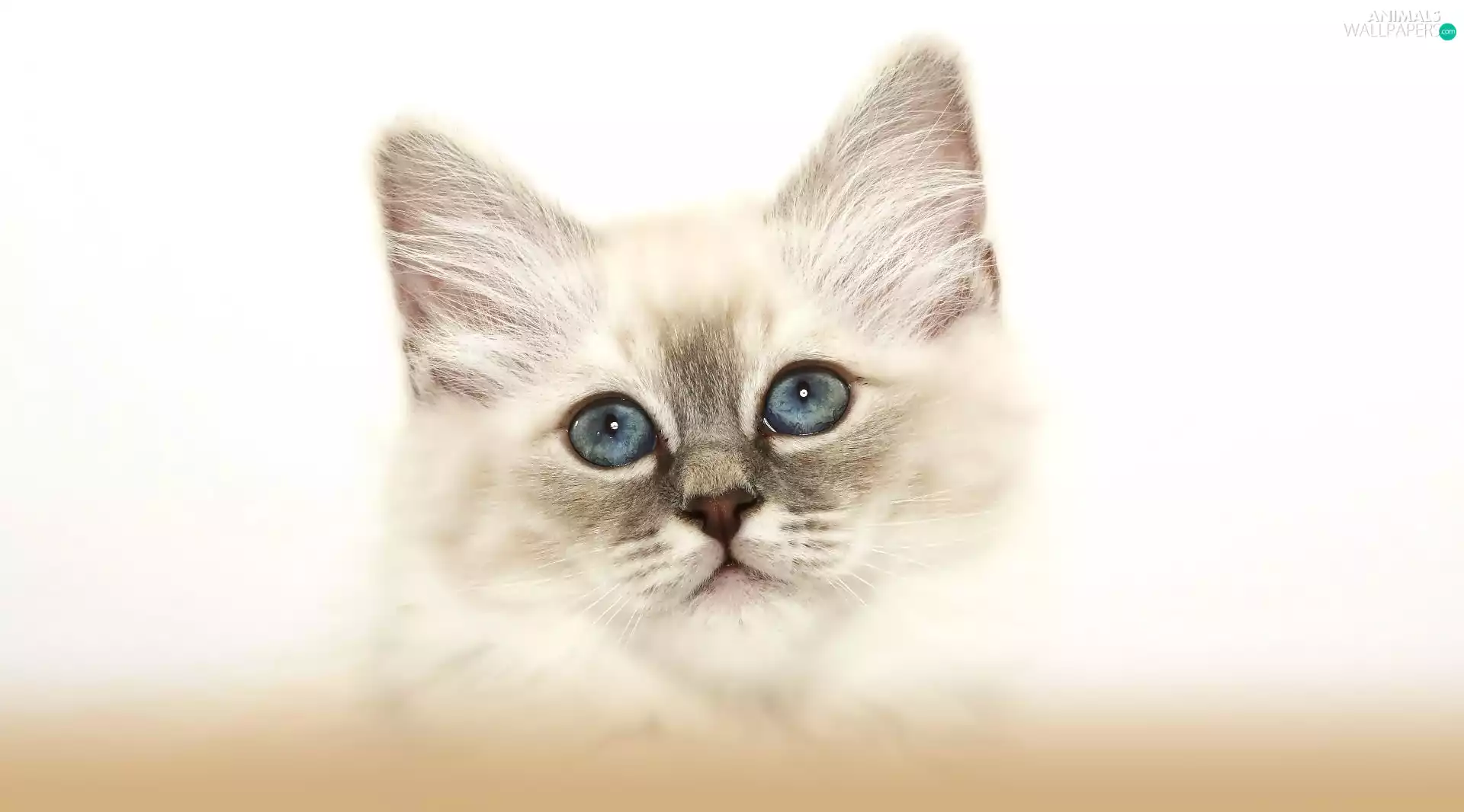 Eyes, cat, Blue