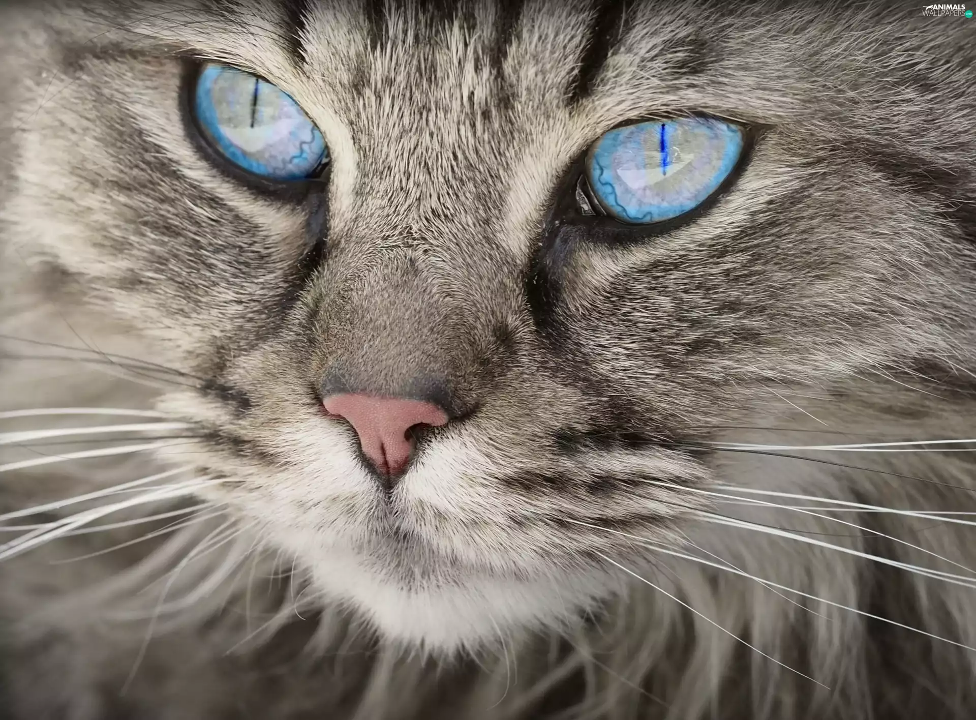 Eyes, cat, Blue