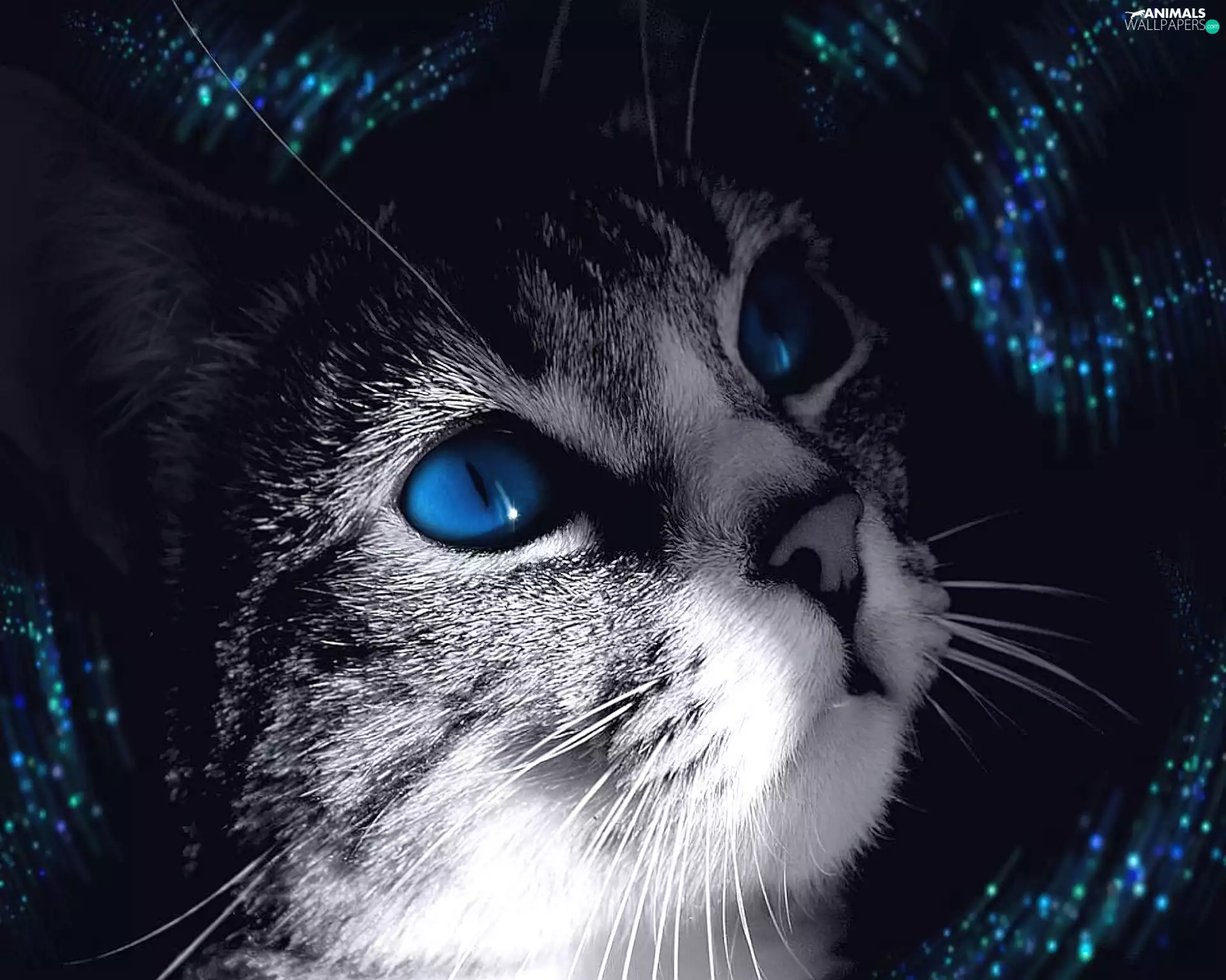 Eyes, cat, Blue