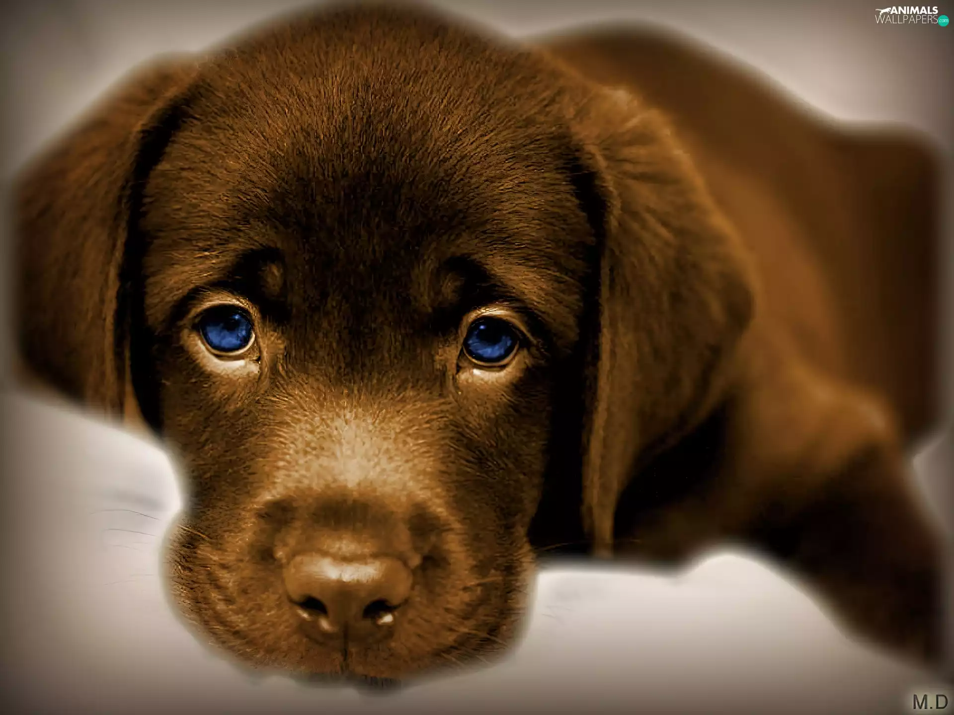 Eyes, dog, blue