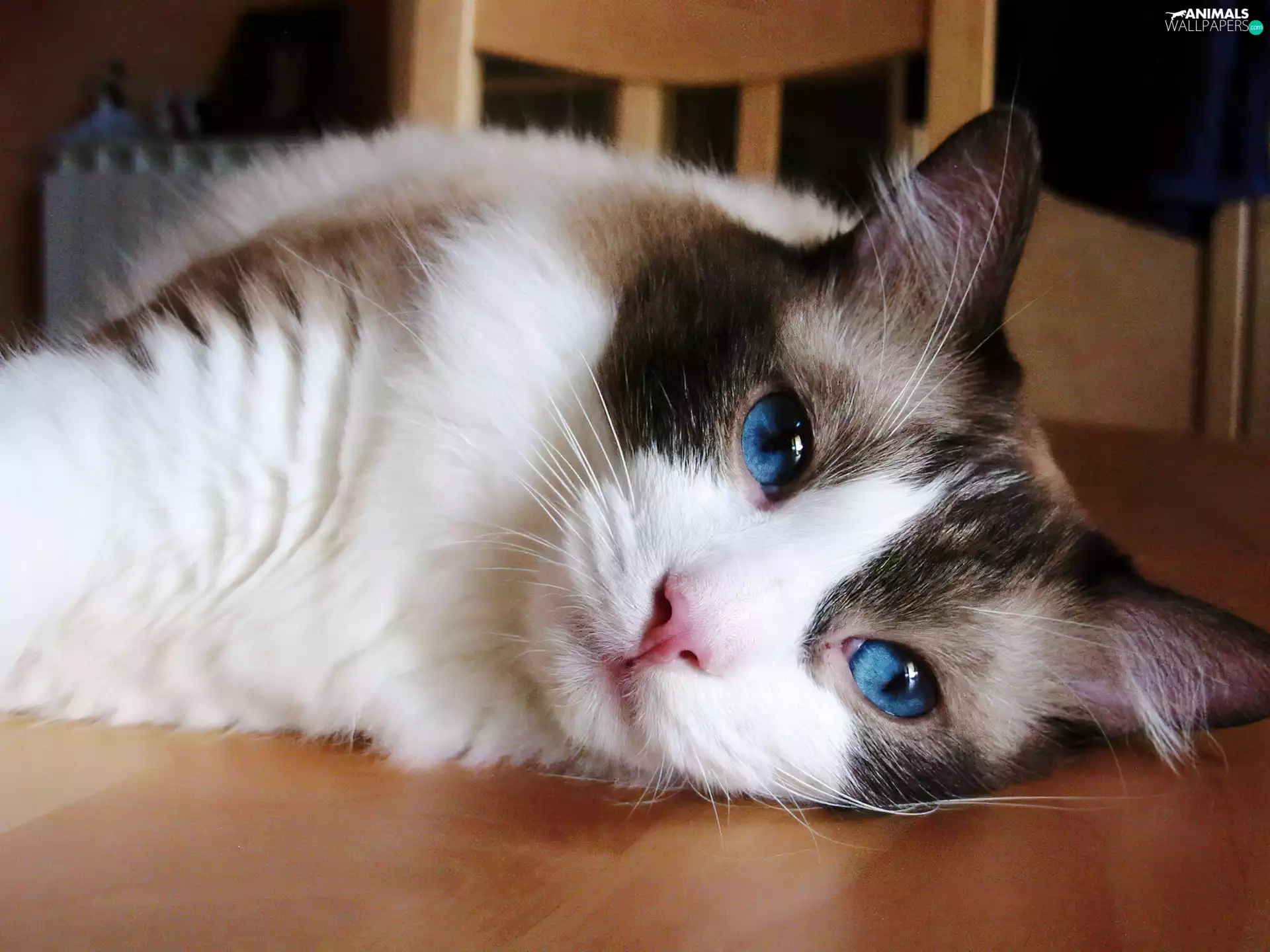 Eyes, kitten, Blue