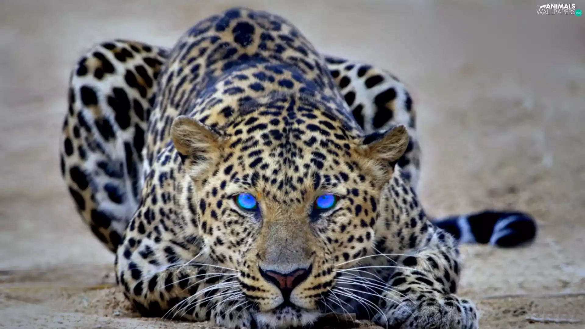 Eyes, Leopards, Blue