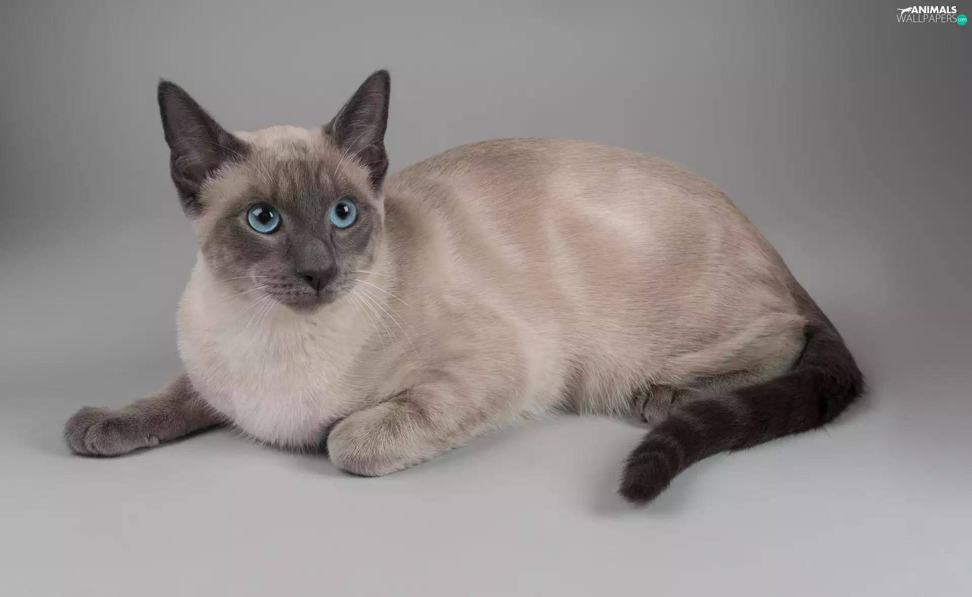 Blue, Cat Thai, Eyes