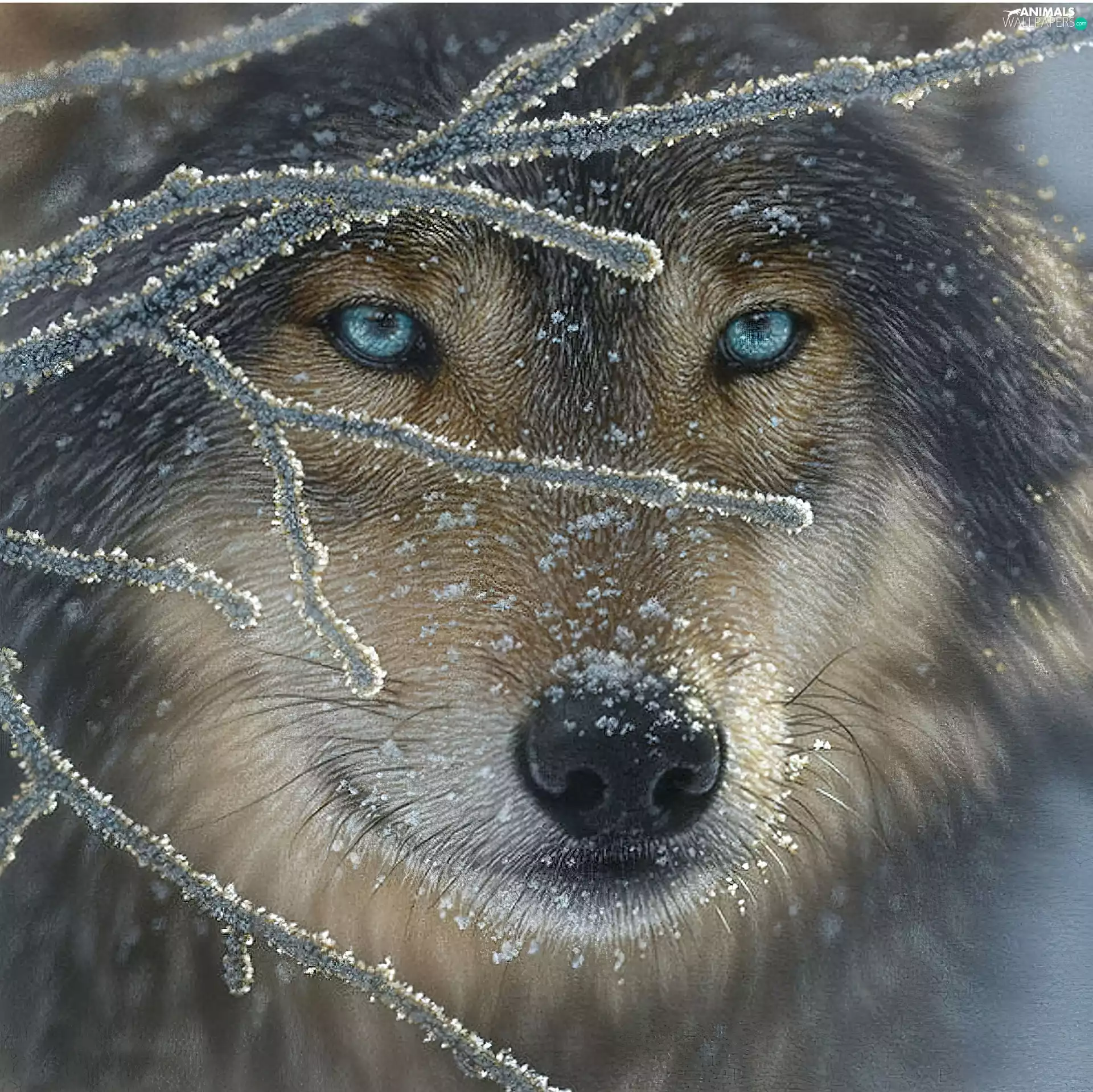 Eyes, Wolf, Blue