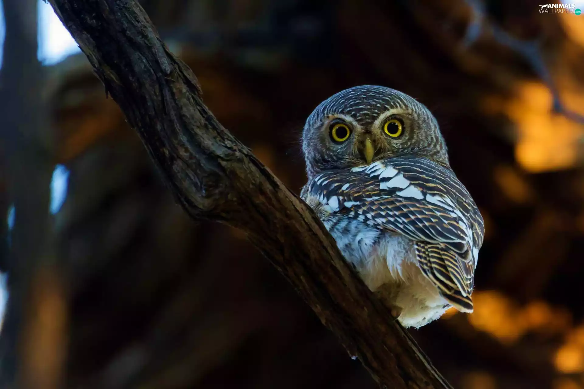 owl, Eyes, branch, Little Owl